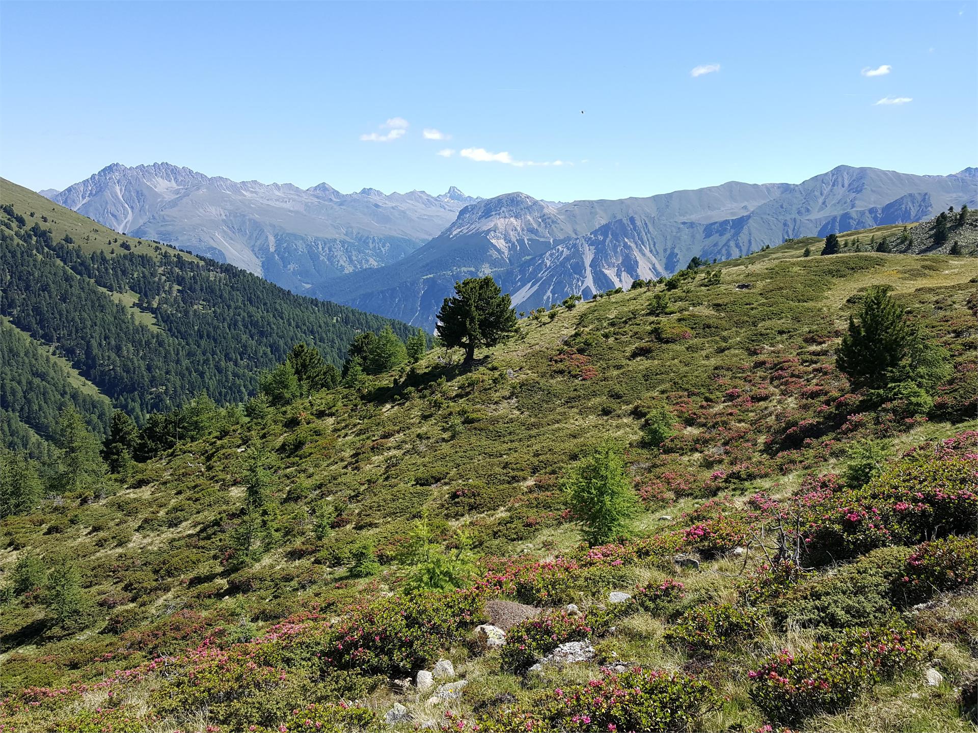 Rundwanderung Watles Panoramatour Mals 2 suedtirol.info