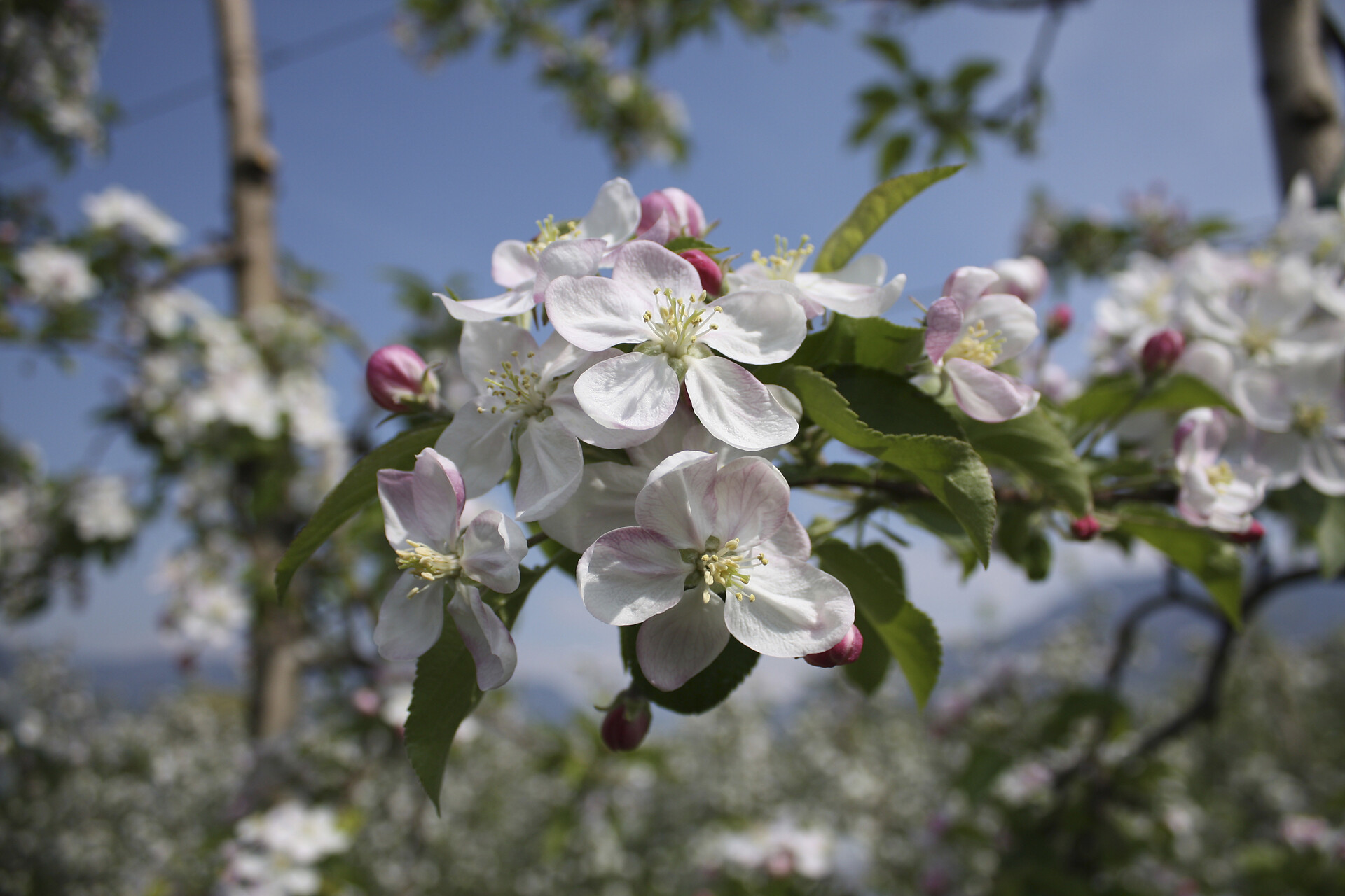 Blüte