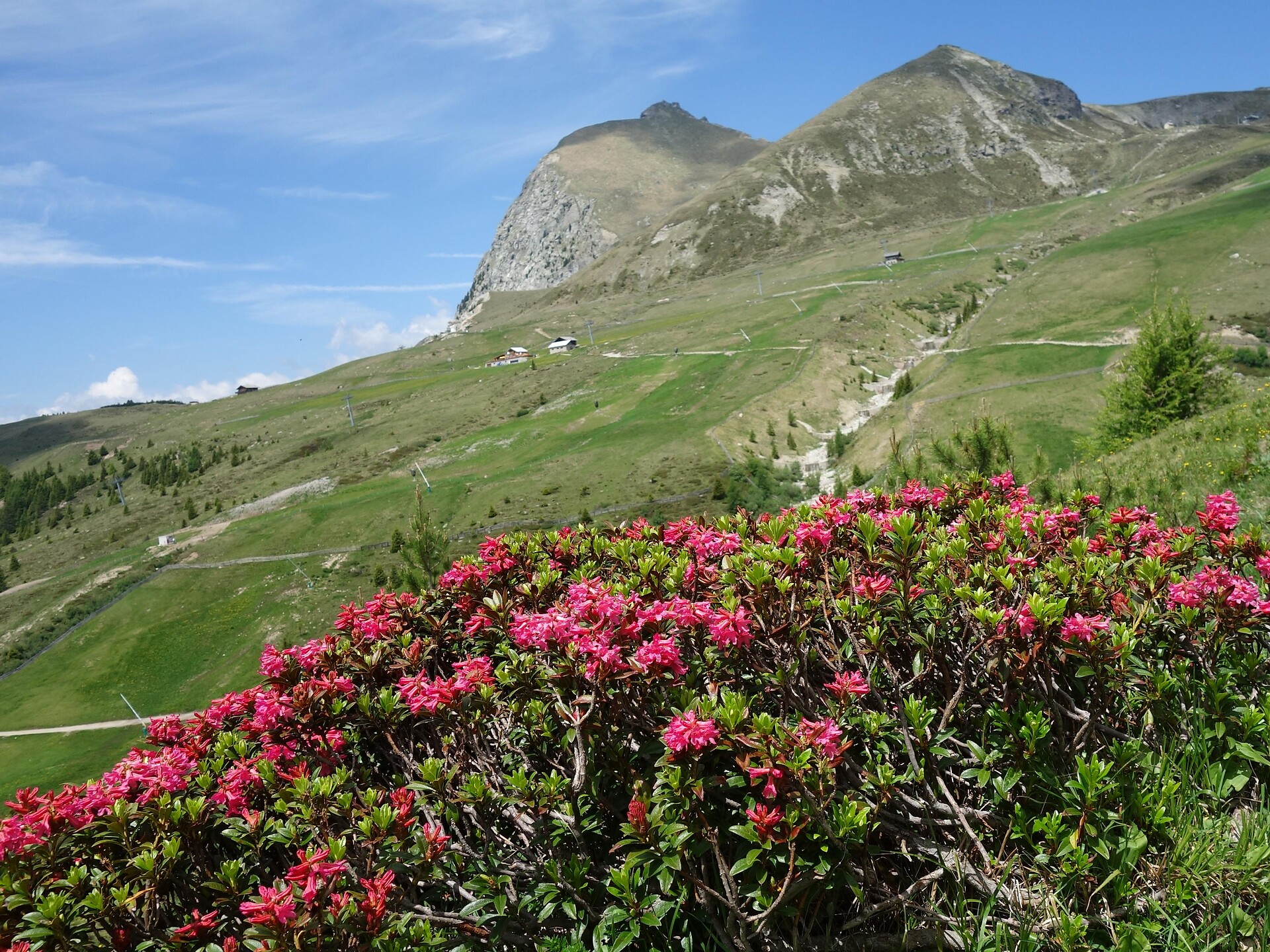 Alpine rose blossom on Meran 2000