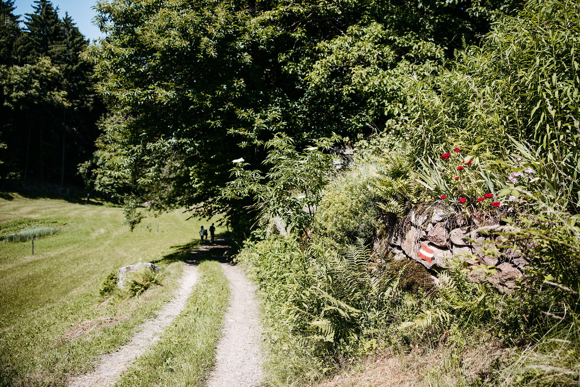 Circular hike: Andrian - Festenstein Castle - Gaid - variant path Larchsteigndrian - Alto Adige Wine Road - #12 - suedtirol.info