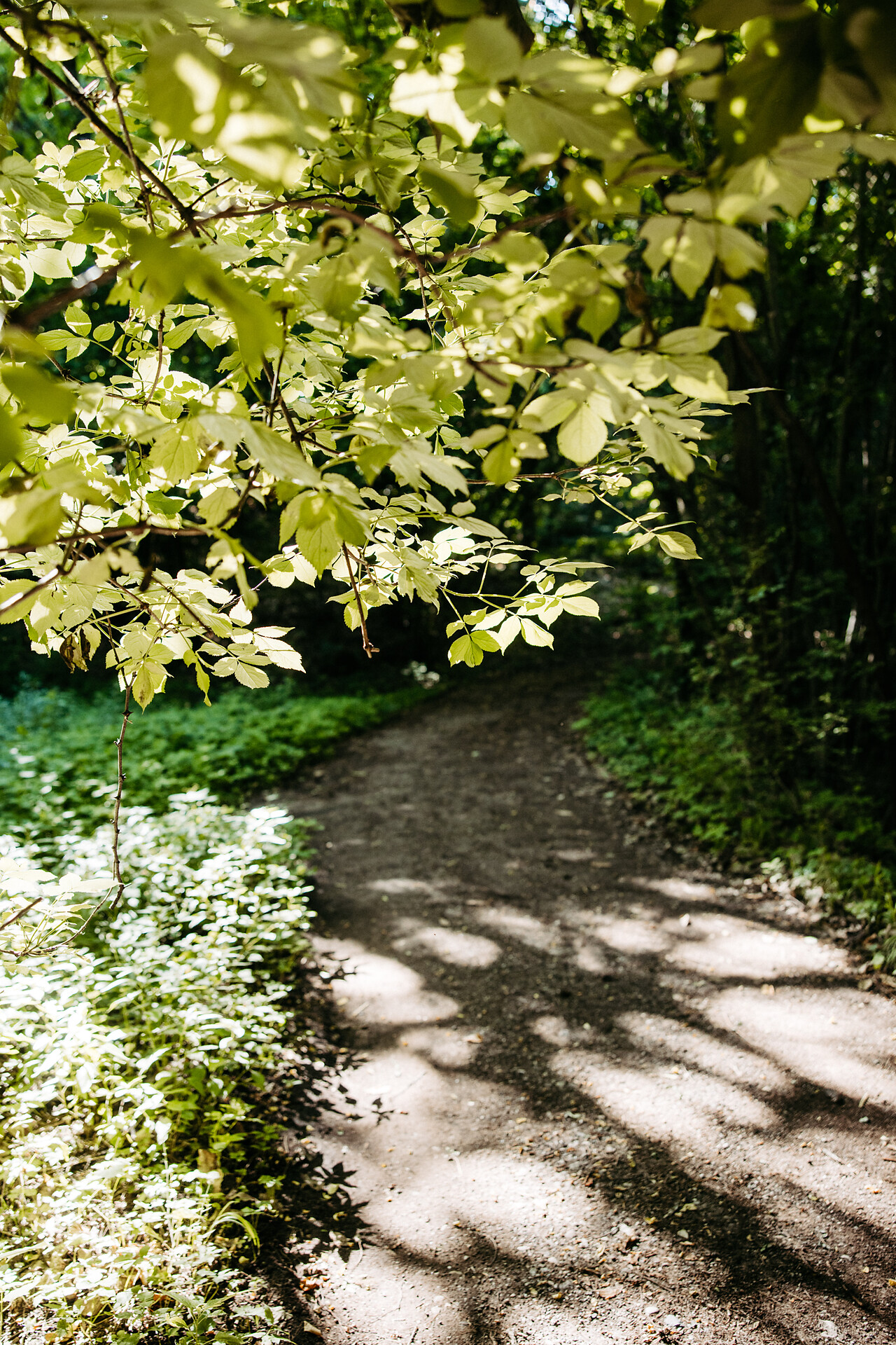 Circular hike: Andrian - Festenstein Castle - Gaid - variant path Larchsteigndrian - Alto Adige Wine Road - #14 - suedtirol.info