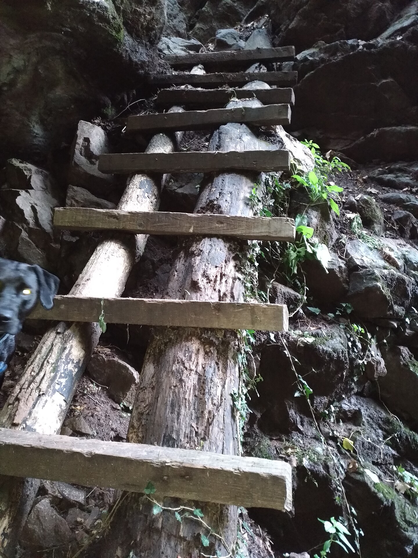 ladder before the castle