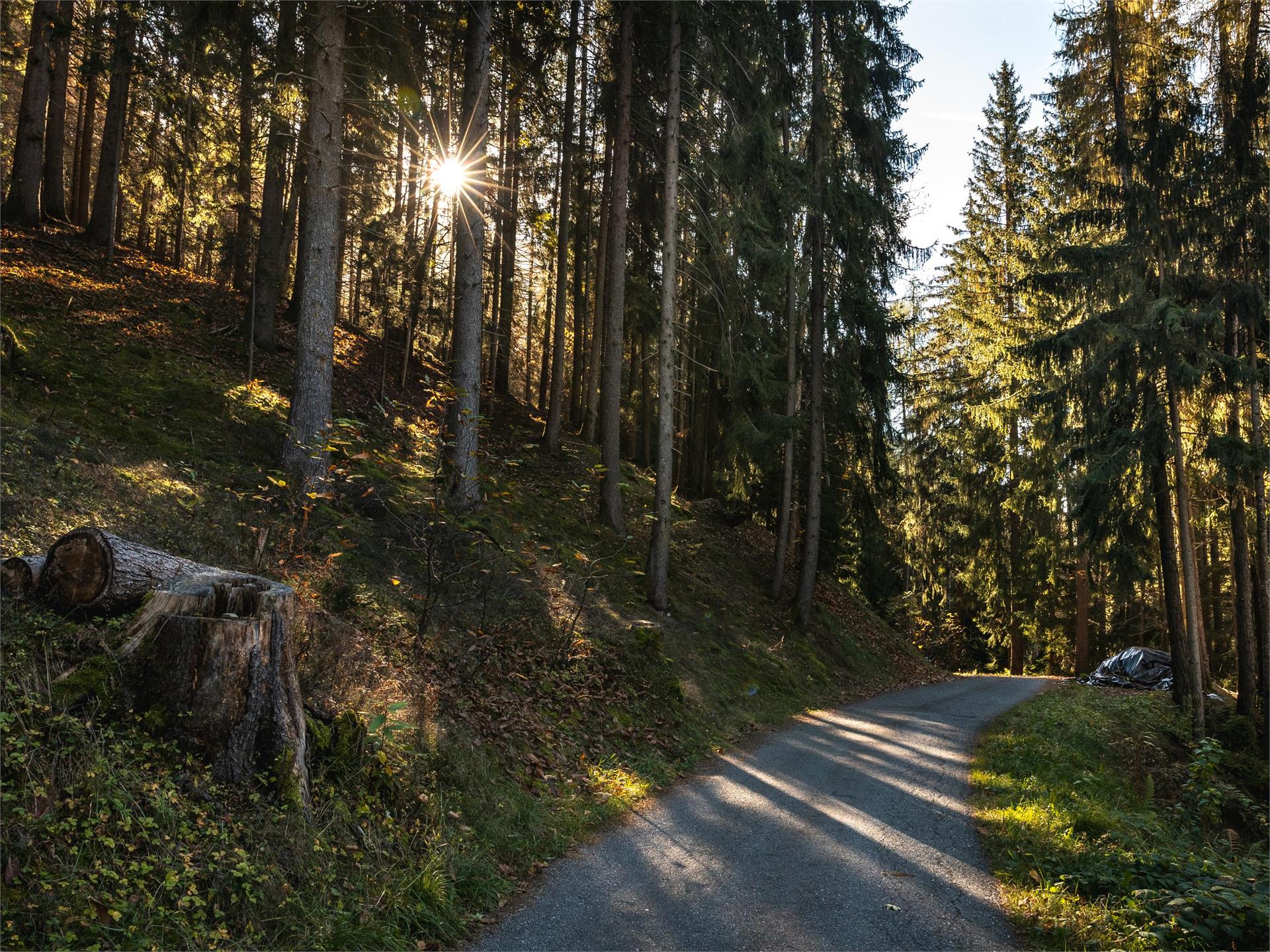 Running trail Taser Schenna/Scena 1 suedtirol.info