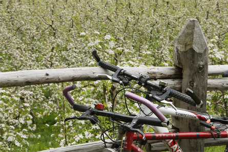 Gita in bici da Naturno a Merano: la ciclabile della Val Venosta (terzo tratto) Naturno 1 suedtirol.info