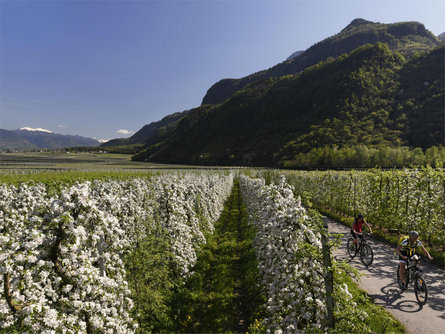 Biketour through the apple orchards of the Adige Valley Andrian/Andriano 1 suedtirol.info