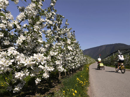 Radtour durch die Apfelwiesen des Etschtals Andrian 2 suedtirol.info