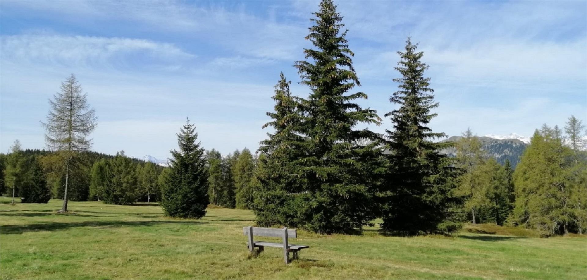 Circular hike Monte Piatto | Platschjoch Ratschings/Racines 1 suedtirol.info