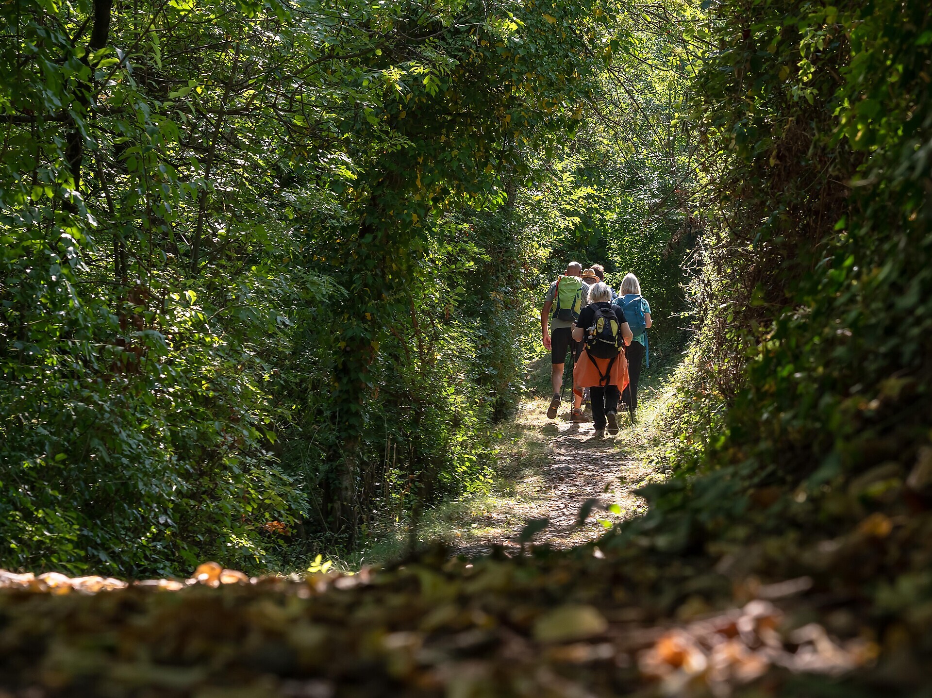 Circular hike on the Rittersteig trail from Steinegg|Collepietra to Wiedenhof - Dolomites Region Eggental - #4 - suedtirol.info