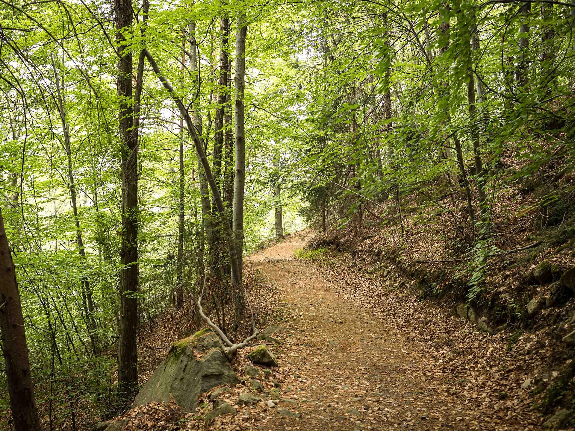 Circular hike on the Rittersteig trail from Steinegg|Collepietra to Wiedenhof - Dolomites Region Eggental - #6 - suedtirol.info