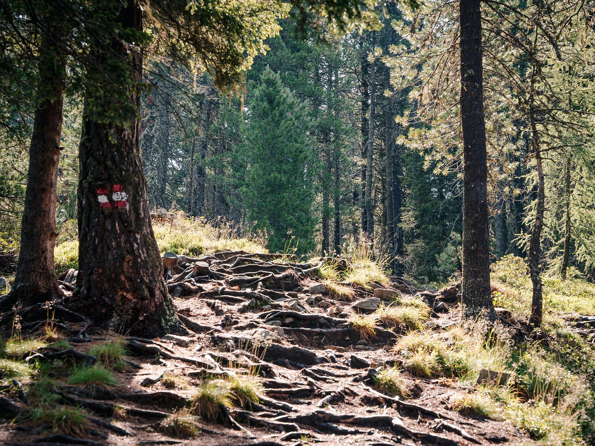 Rundwanderung: Lutterkopf - Durakopf -  - #9 - suedtirol.info