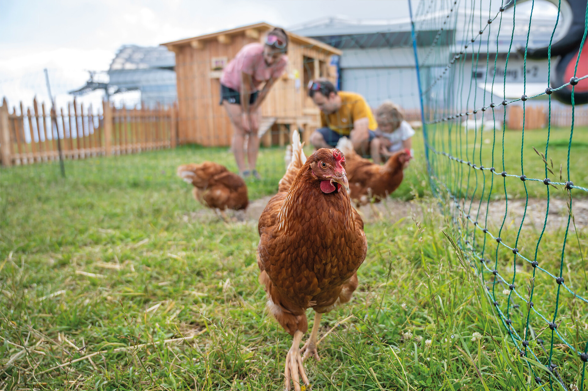 Streichelzoo - Dolomitenregion Kronplatz - #3 - suedtirol.info