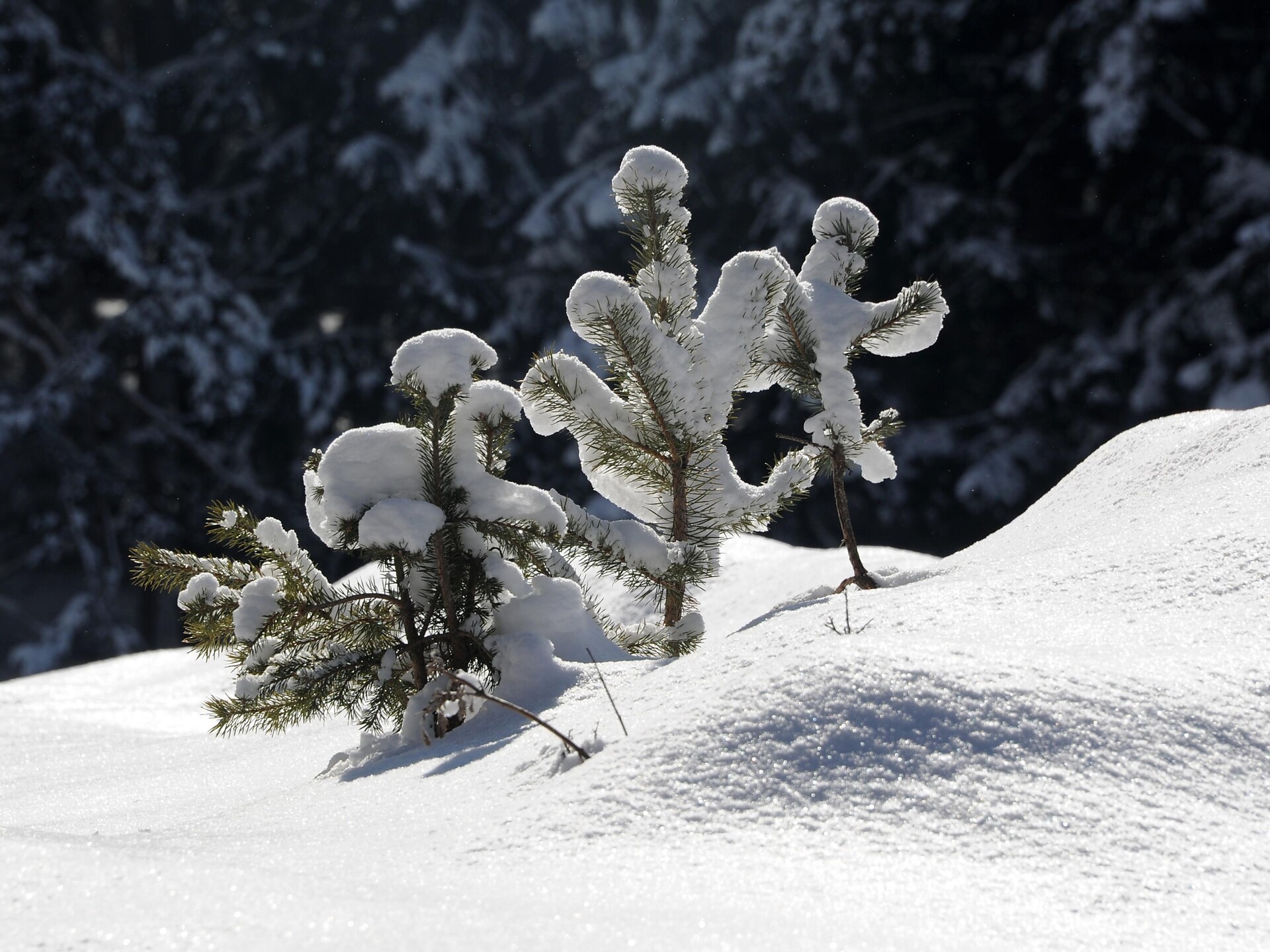 Saumpfad Truden - Altrei  -  - #1 - suedtirol.info
