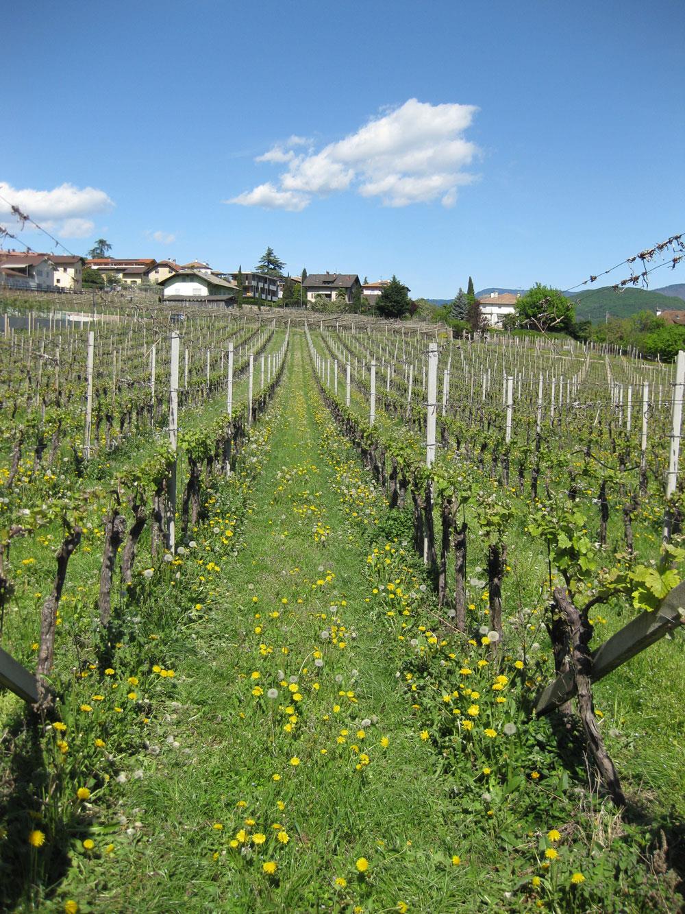 "Cholera" Path Tramin an der Weinstraße/Termeno sulla Strada del Vino 1 suedtirol.info