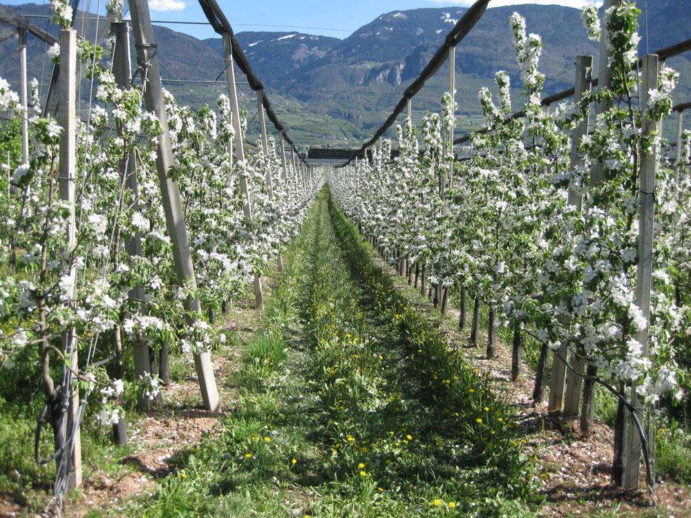 "Cholera" Path Tramin an der Weinstraße/Termeno sulla Strada del Vino 2 suedtirol.info