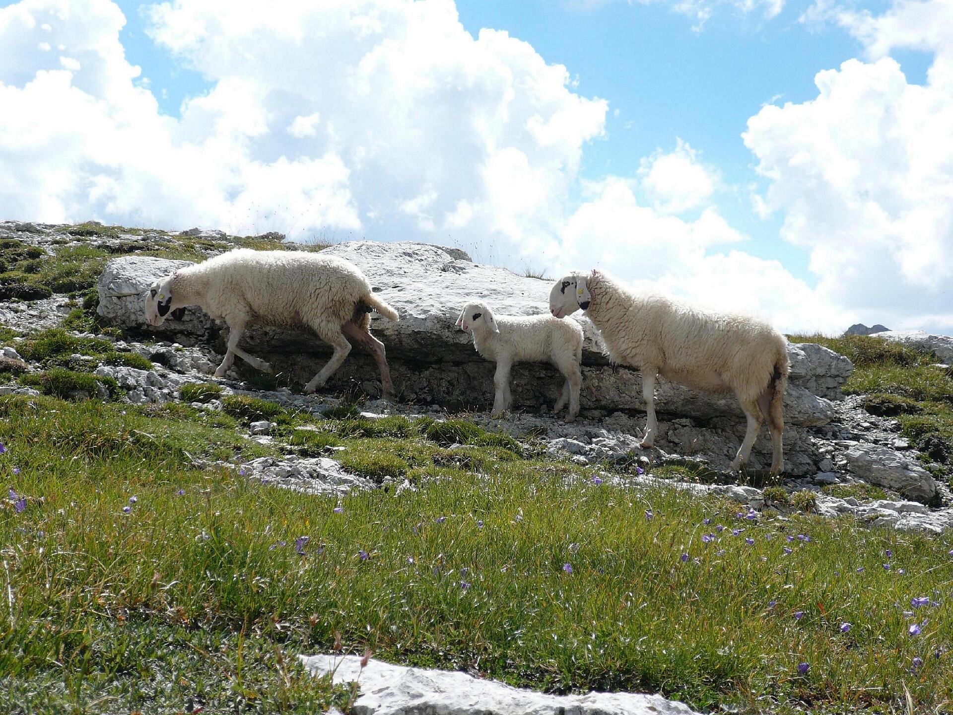 Sheeps Antersasc