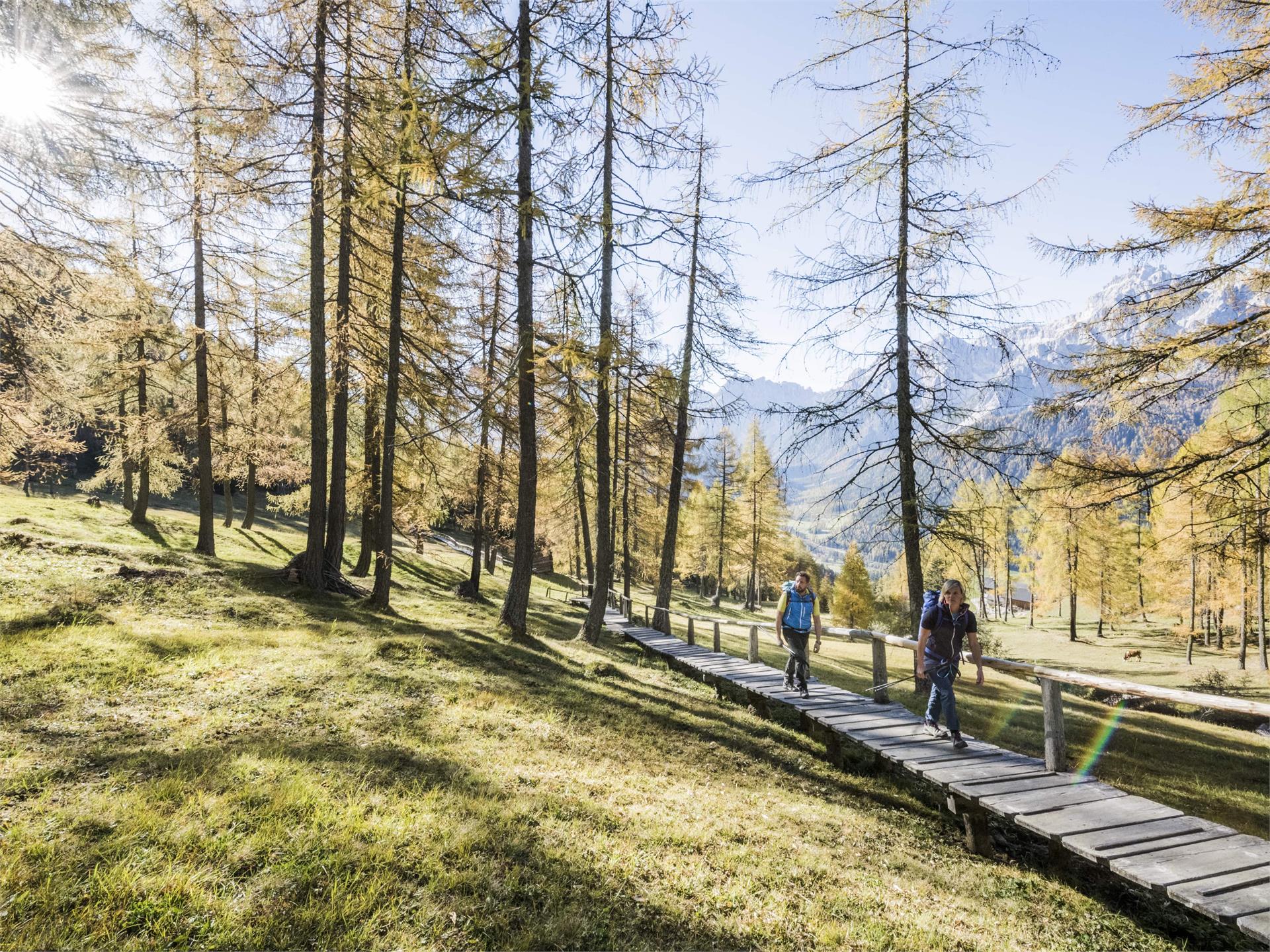 Passeggiata: Passeggiata Monte Elmo: Ristorante Monte Elmo – Rifugio Gallo Cedrone Sesto 1 suedtirol.info