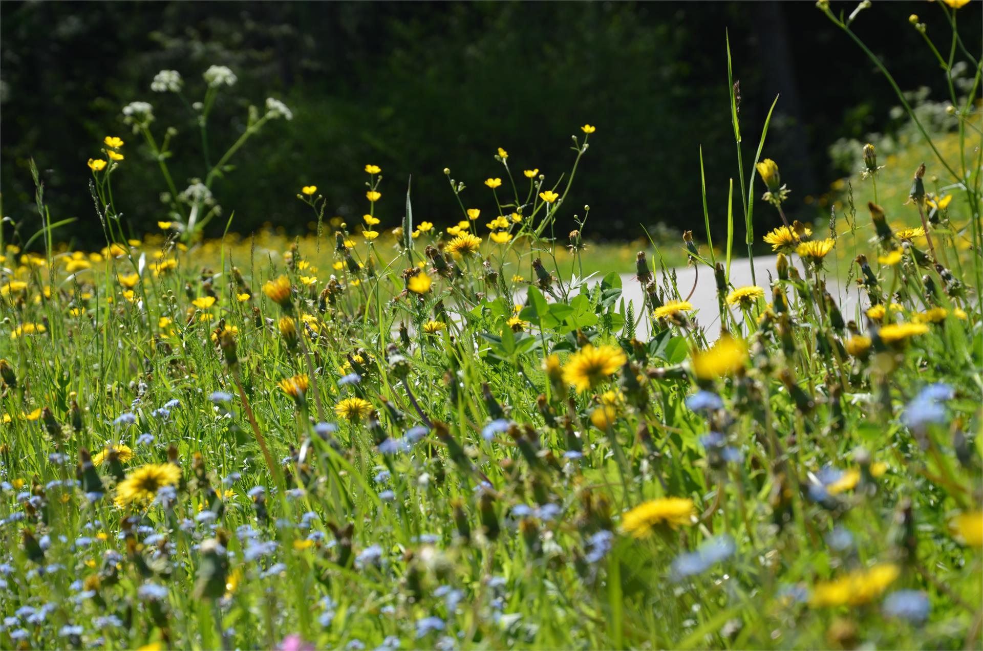 Tales and stories of Mount Kienberg Kiens/Chienes 2 suedtirol.info