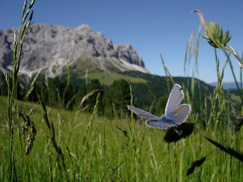 In giro per le montagne