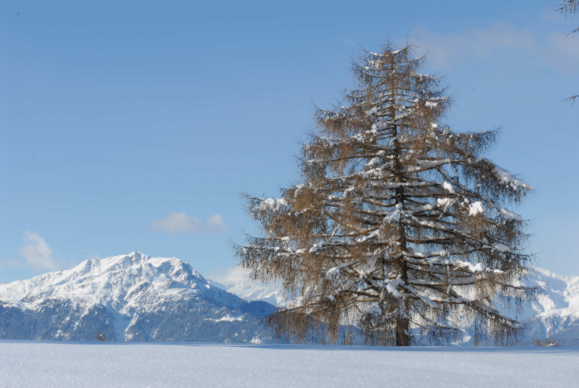 Schneeschuhwandern: Tomanegger - Salten Jenesien 1 suedtirol.info