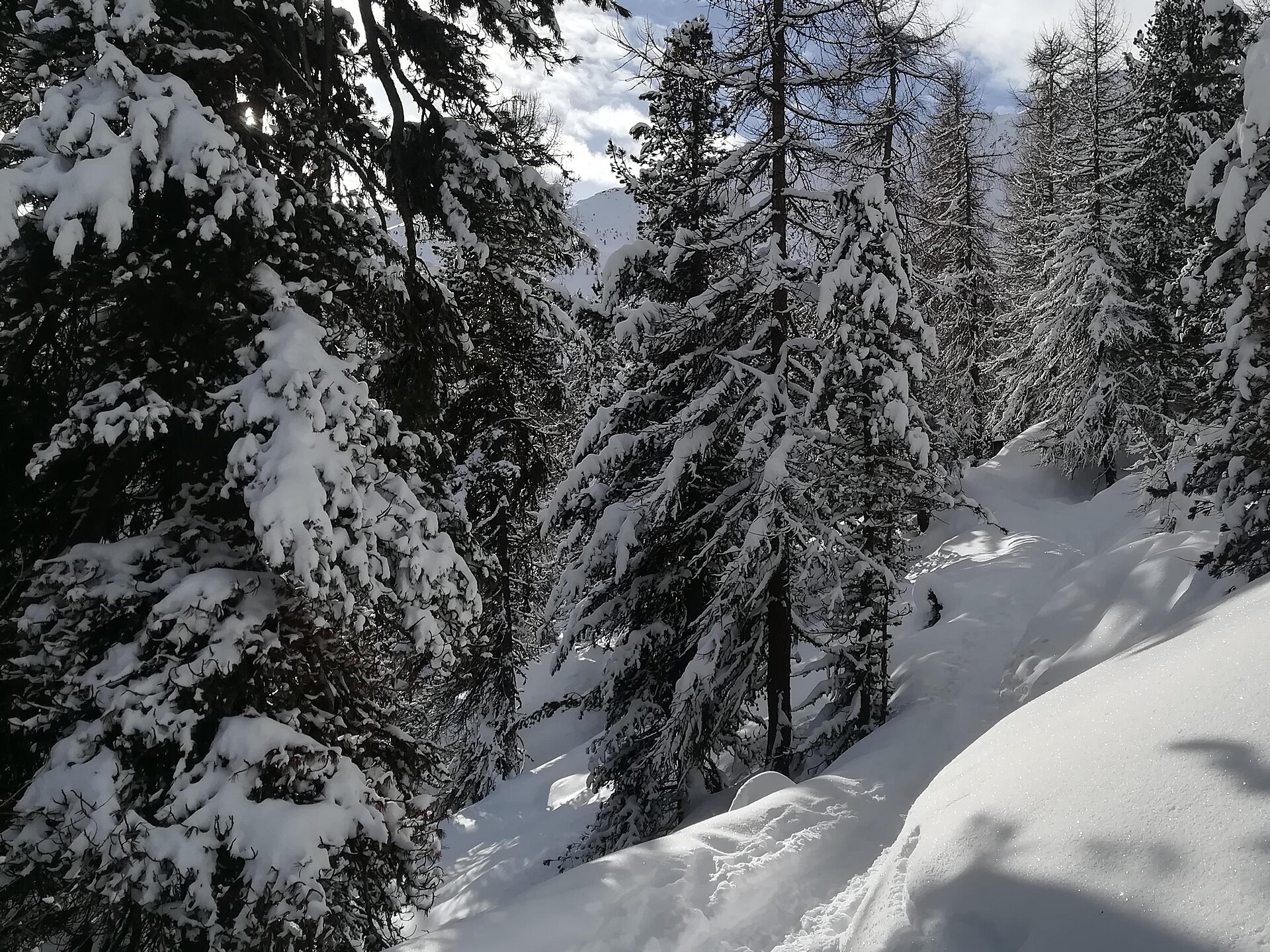 Bergl Alm