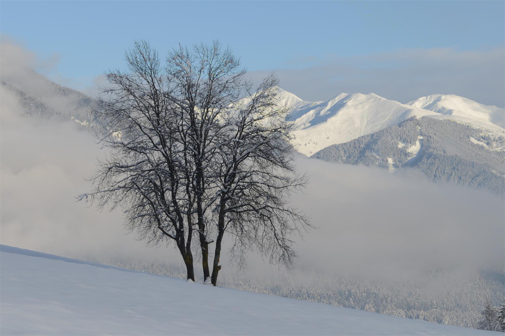 Schneeschuhwanderung Angerer Alm - Lanzwiesen Alm Olang 2 suedtirol.info