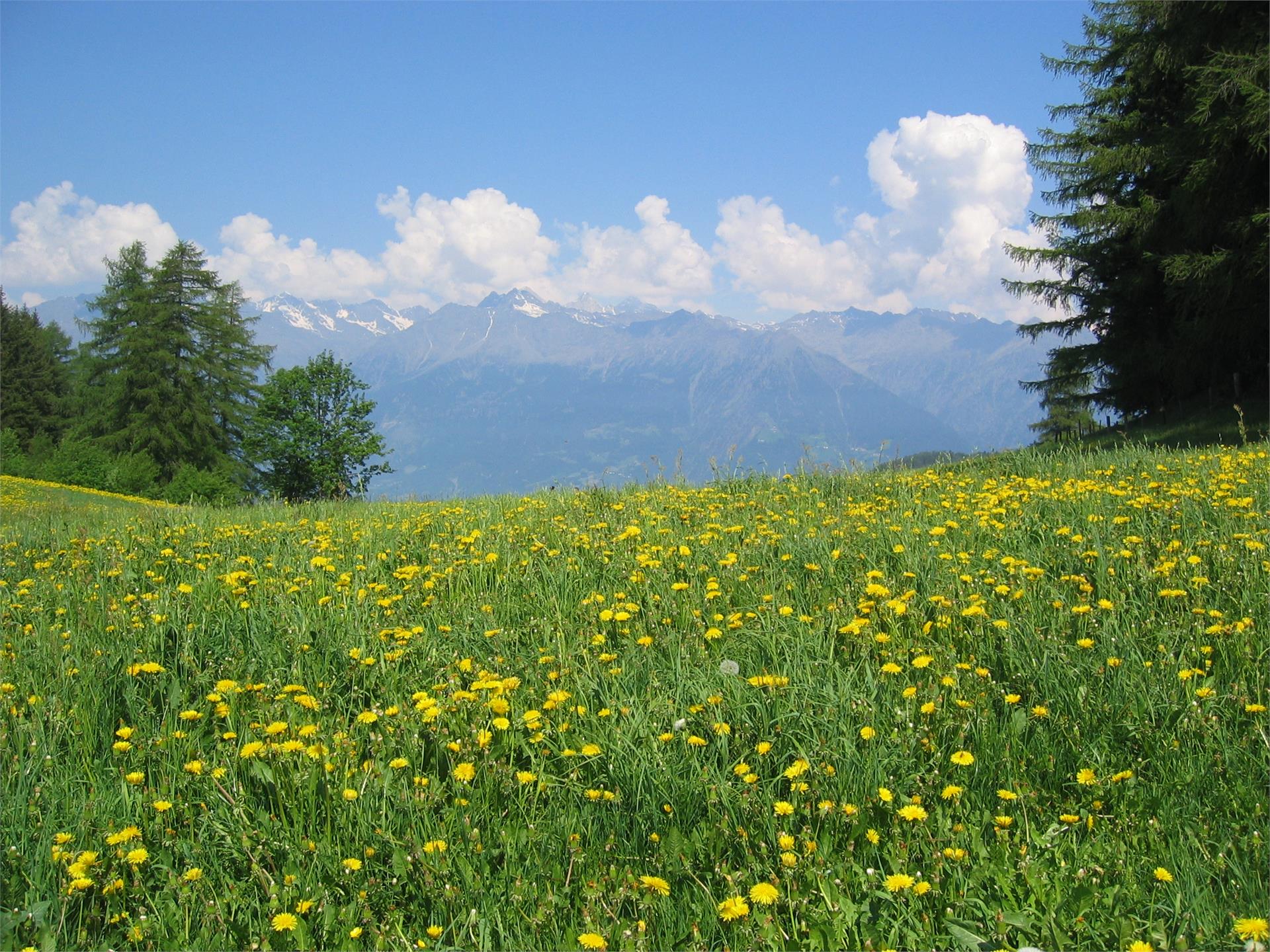 Sagenwanderweg Jenesien 4 suedtirol.info