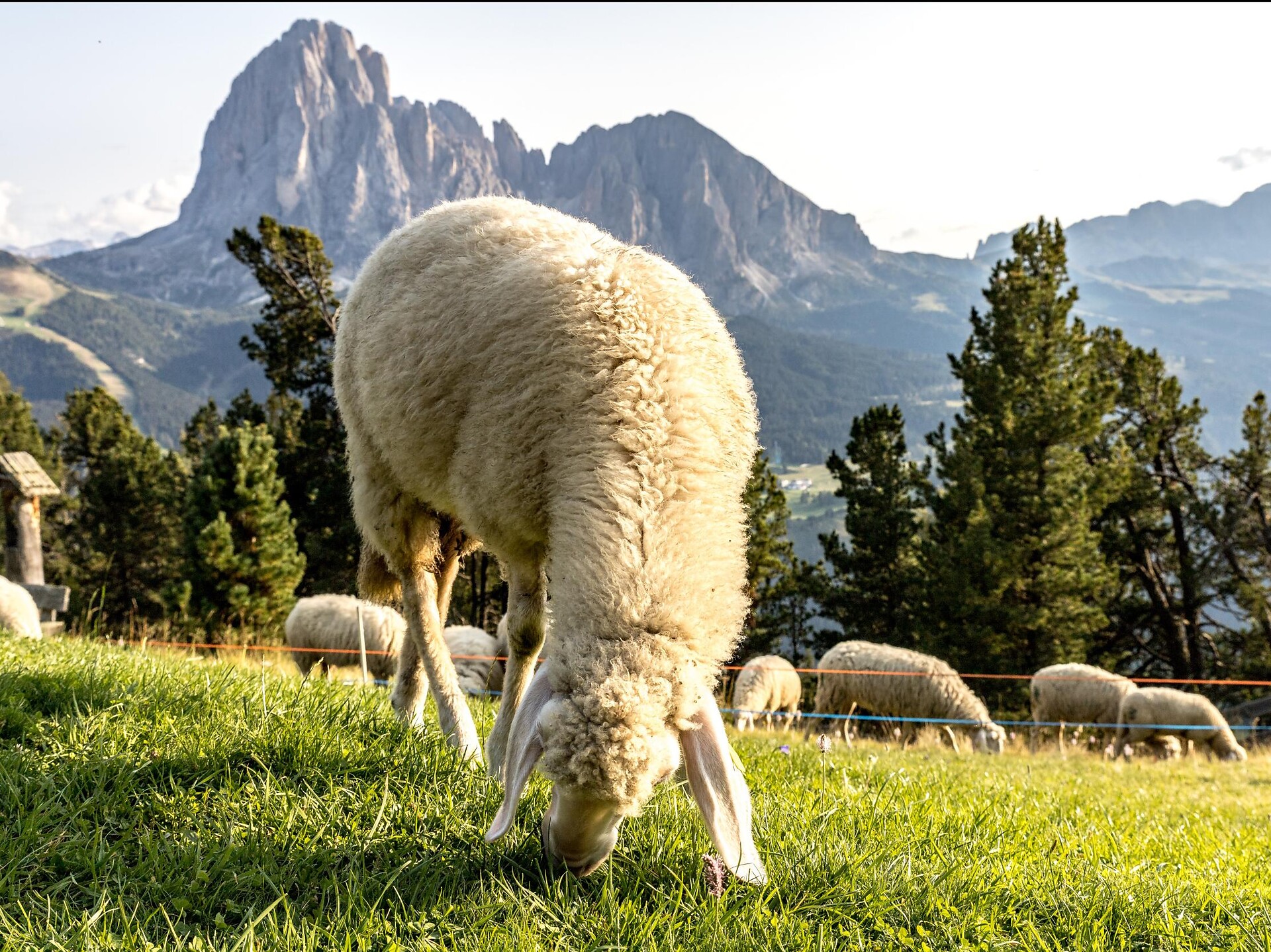 Seceda - Ridge Line von St. Christina über Cristauta - Sëurasas - Dolomitenregion Gröden - #2 - suedtirol.info