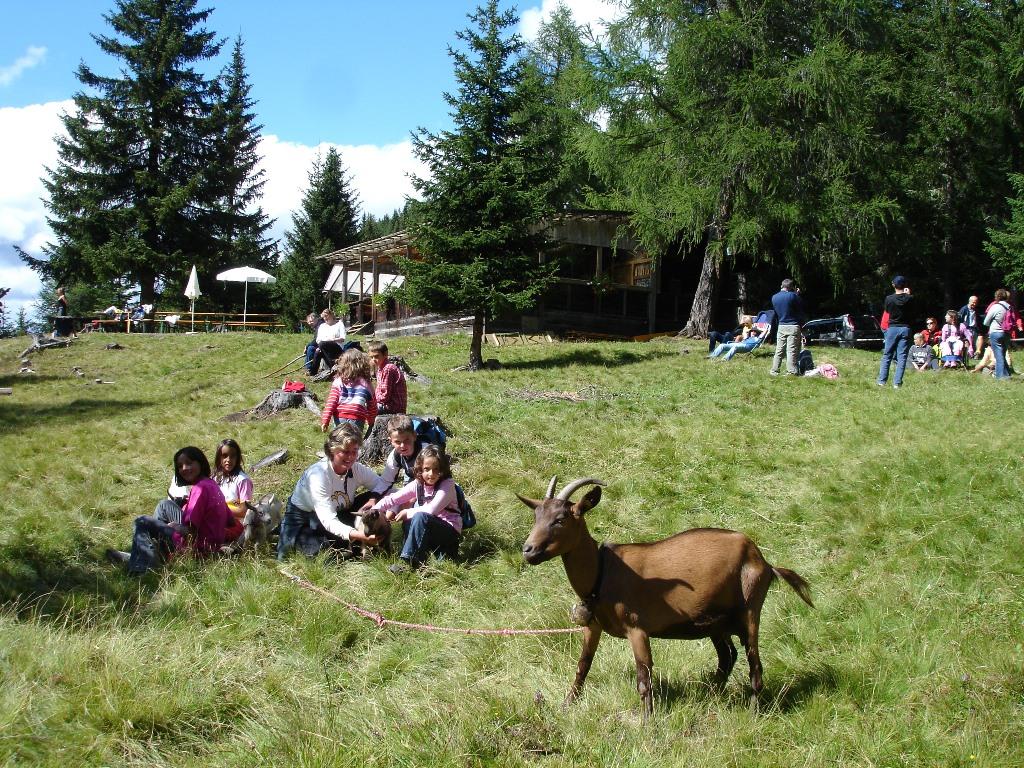 Sommer-Rundwanderung: Lachwiesenhütte Toblach 2 suedtirol.info