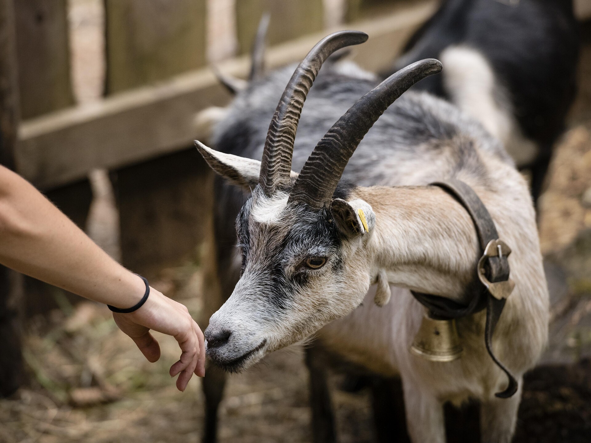 Animal park - Dolomites Region Alta Badia - #4 - suedtirol.info