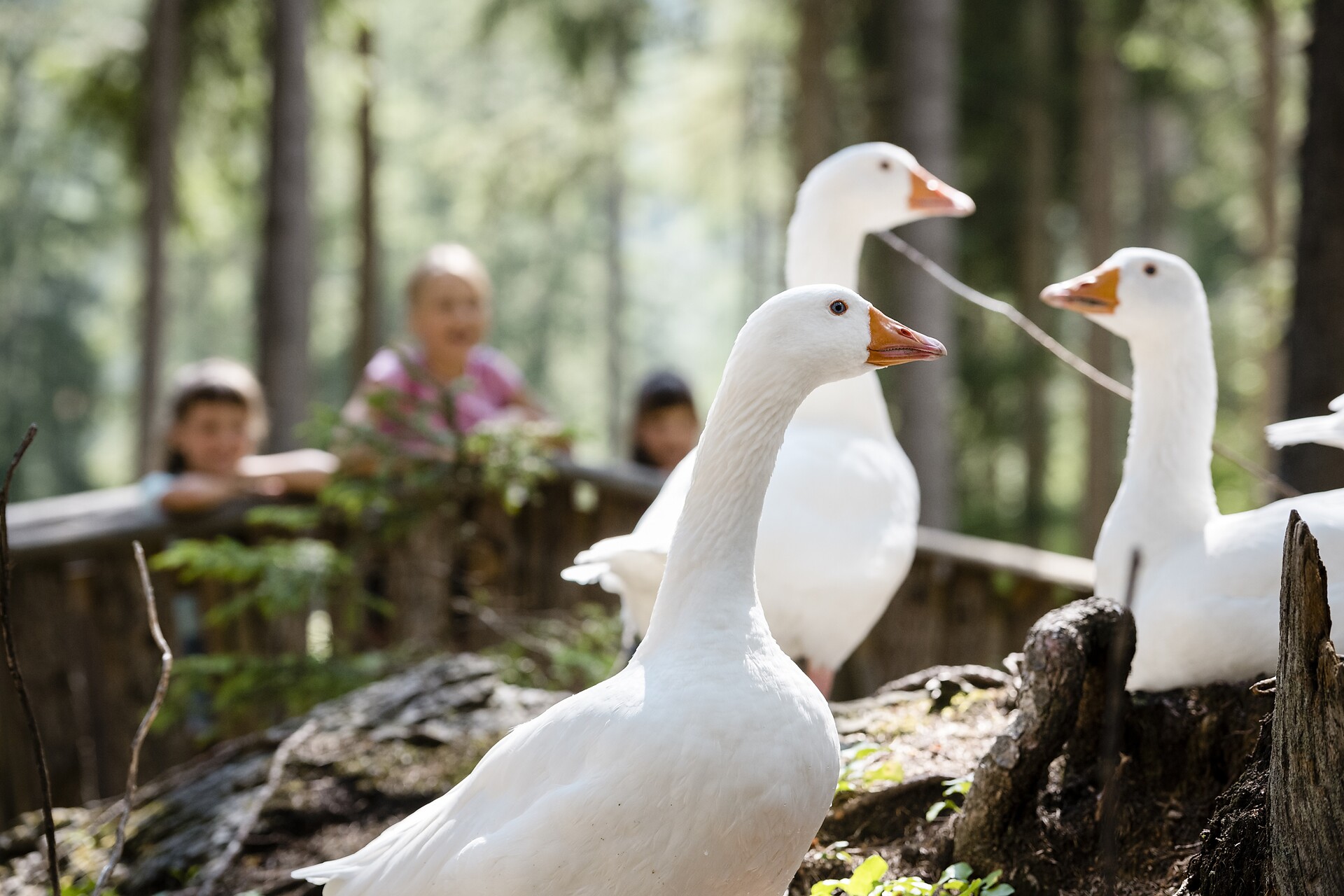 Animal park - Dolomites Region Alta Badia - #1 - suedtirol.info