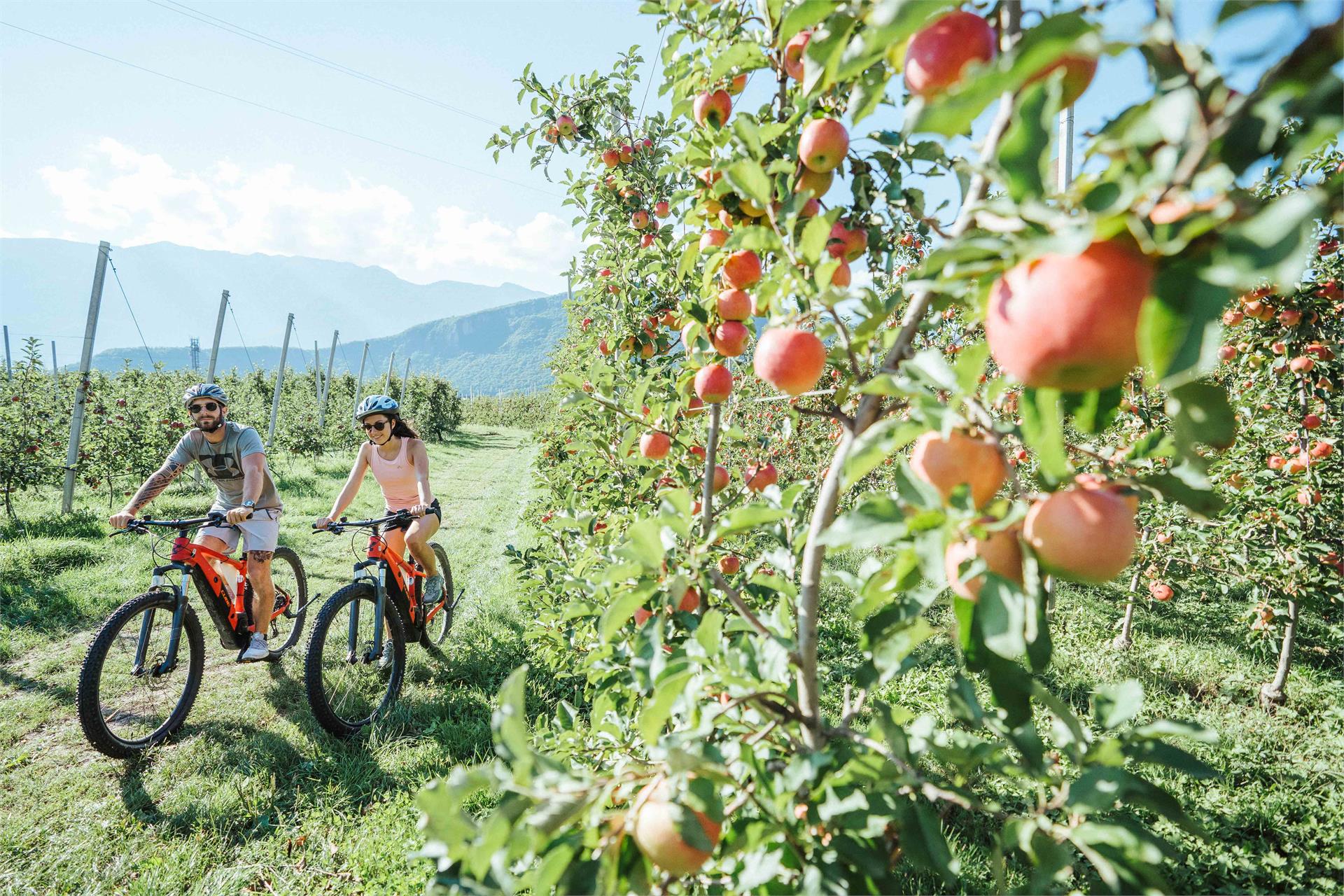Tour zum Gardasee  3 suedtirol.info