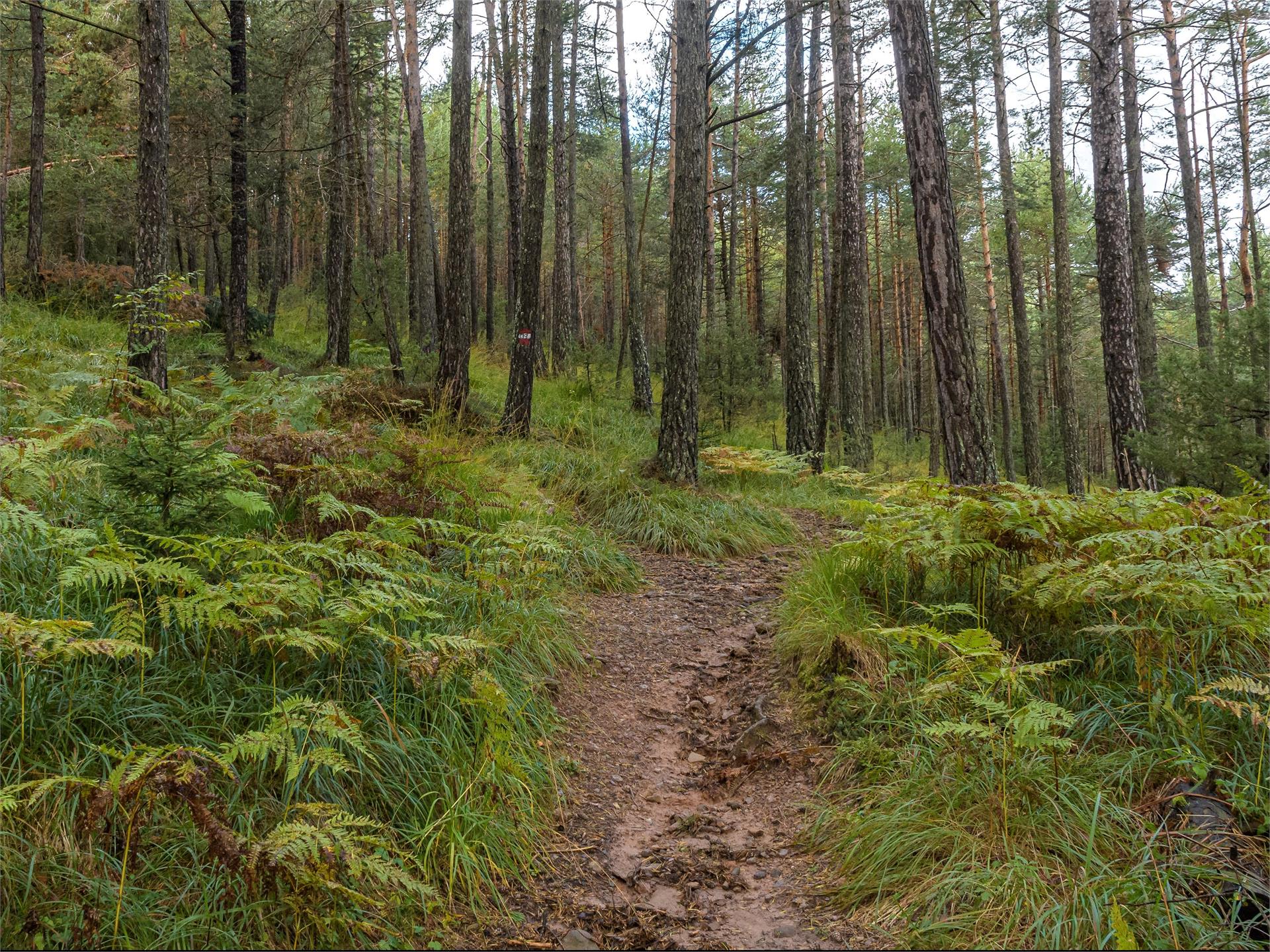 Adventure trail "Guggn" Tschaufen-San Genesio Terlan/Terlano 4 suedtirol.info