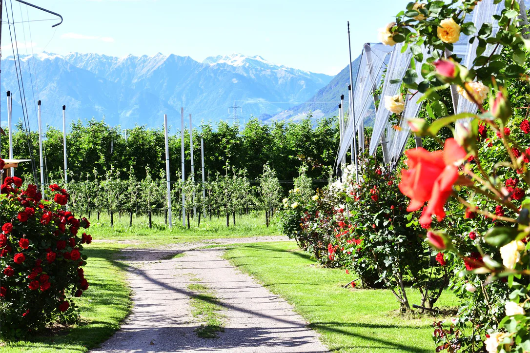 Tour zu den Gärten von Schloss Trauttmansdorff