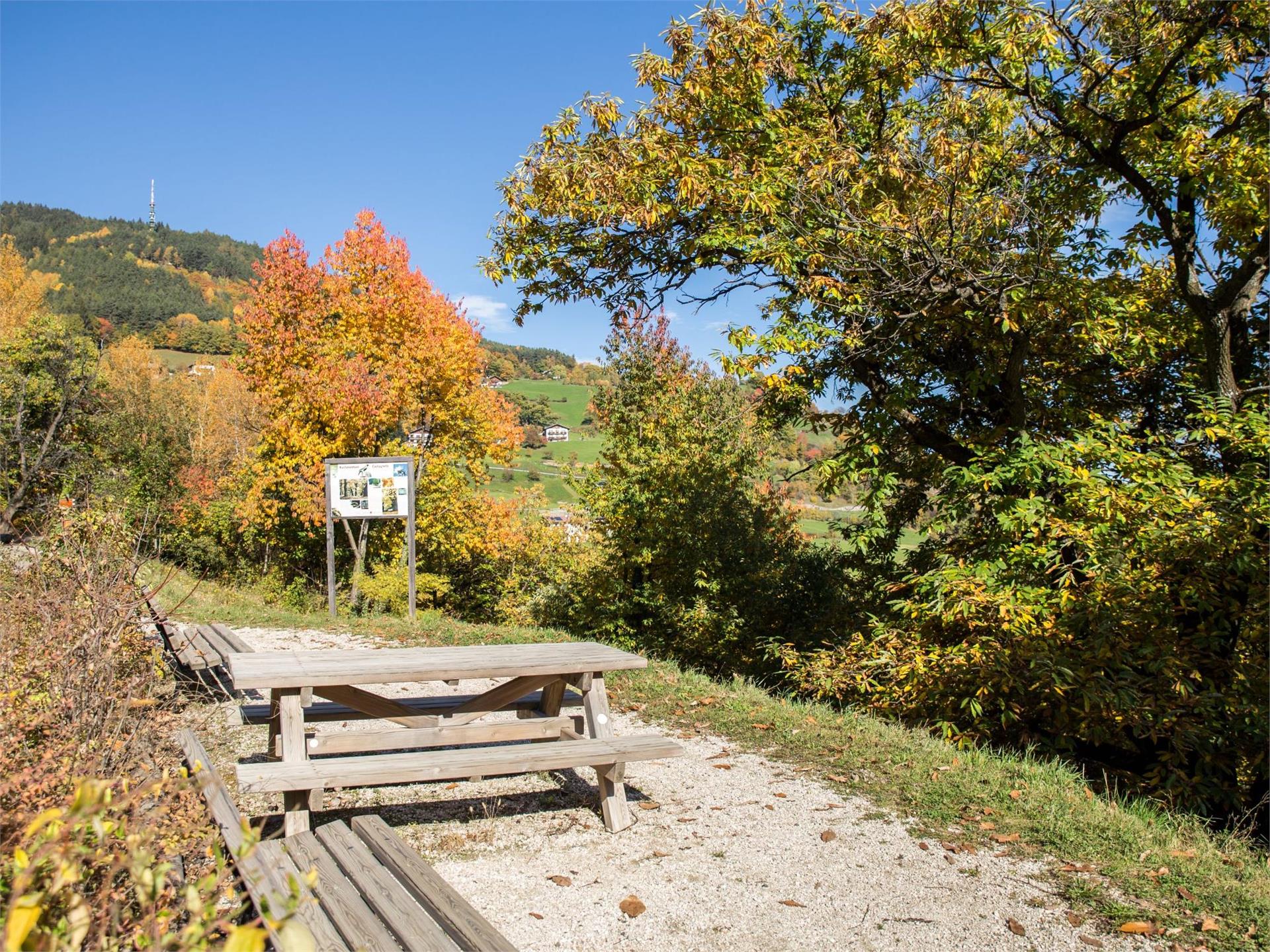 Törggelewanderung Kollmann - Saubach - Barbian Waidbruck 3 suedtirol.info