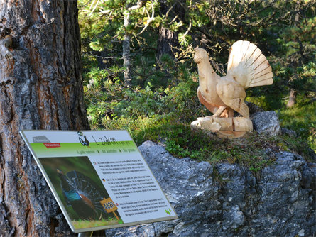 Tieres - Tiere im Wald Wolkenstein 4 suedtirol.info