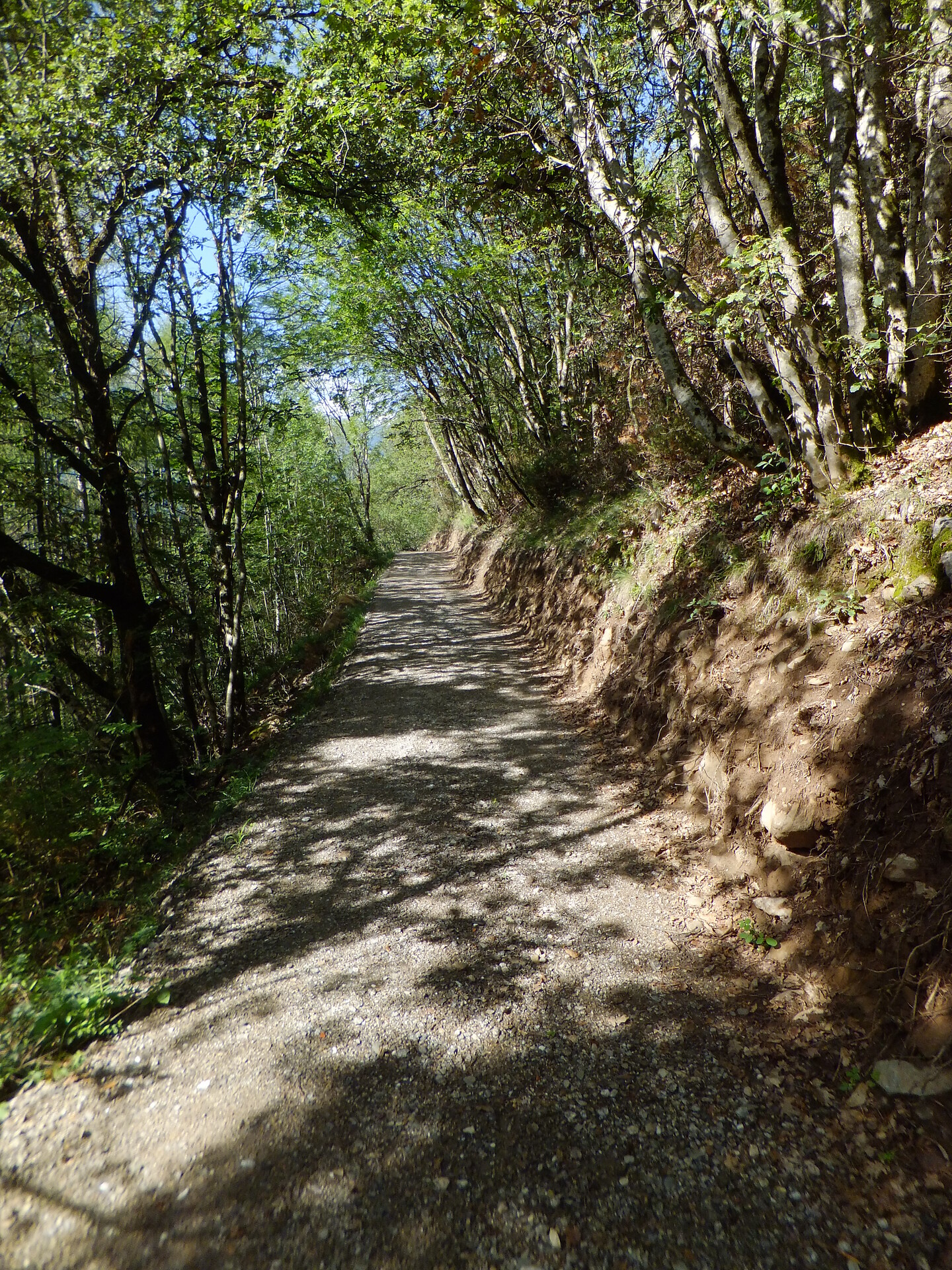 Terrain Cure Trail 5