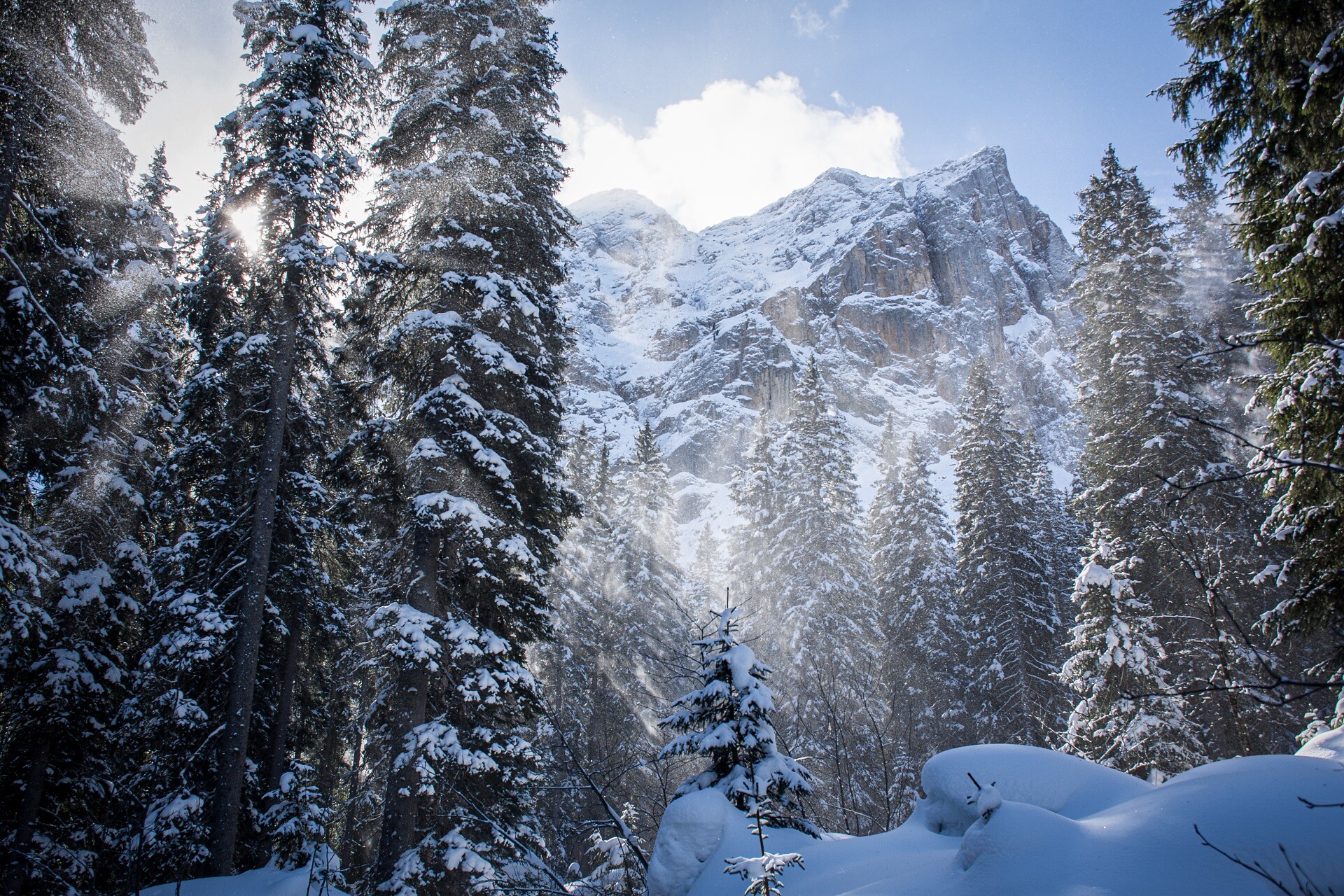 Karerwald forest winter