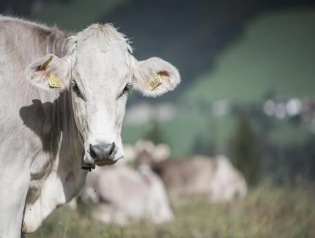 Sentiero tematico: Miglio del Latte di Sesto