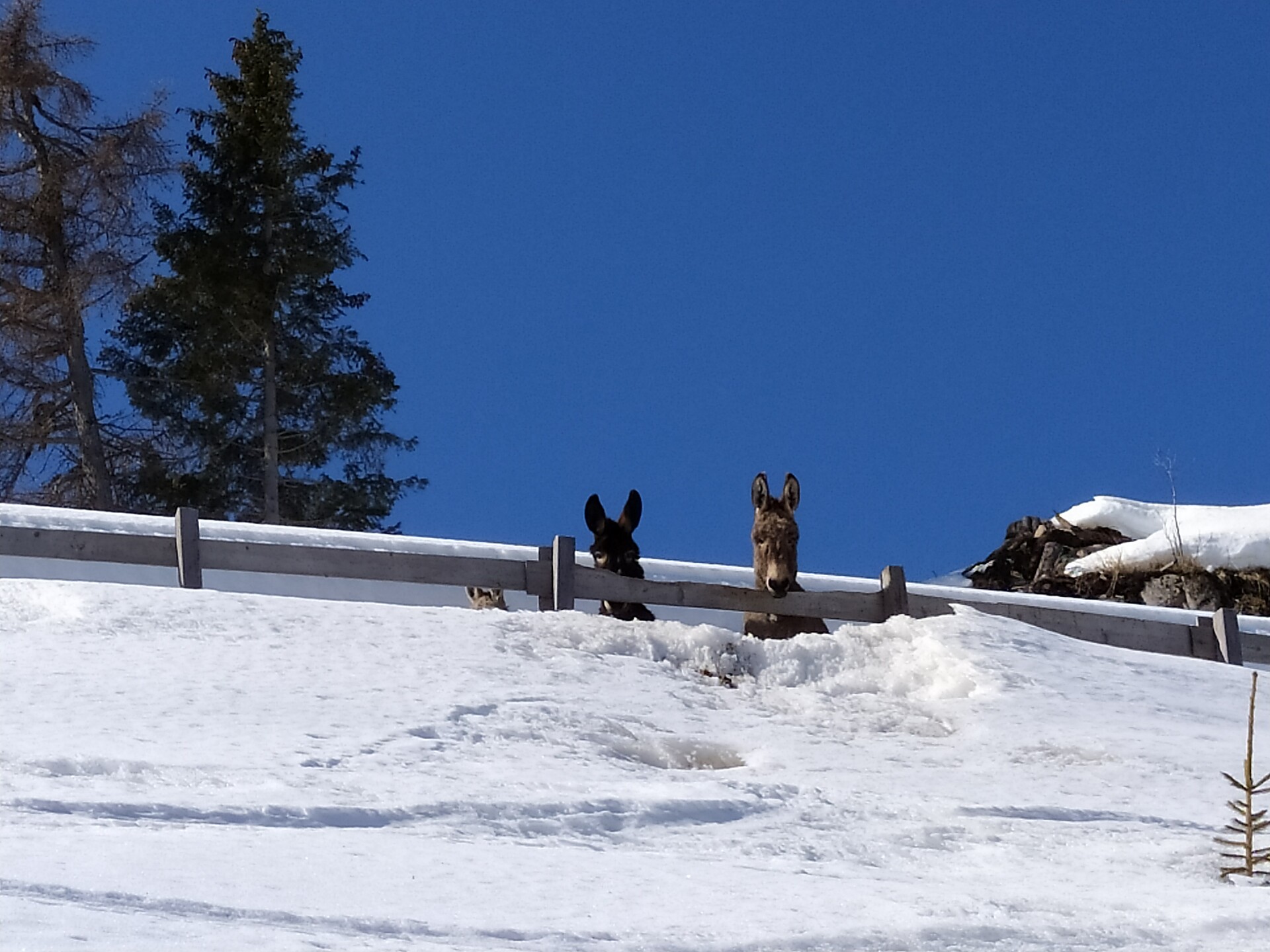 Esel der Horn Alm