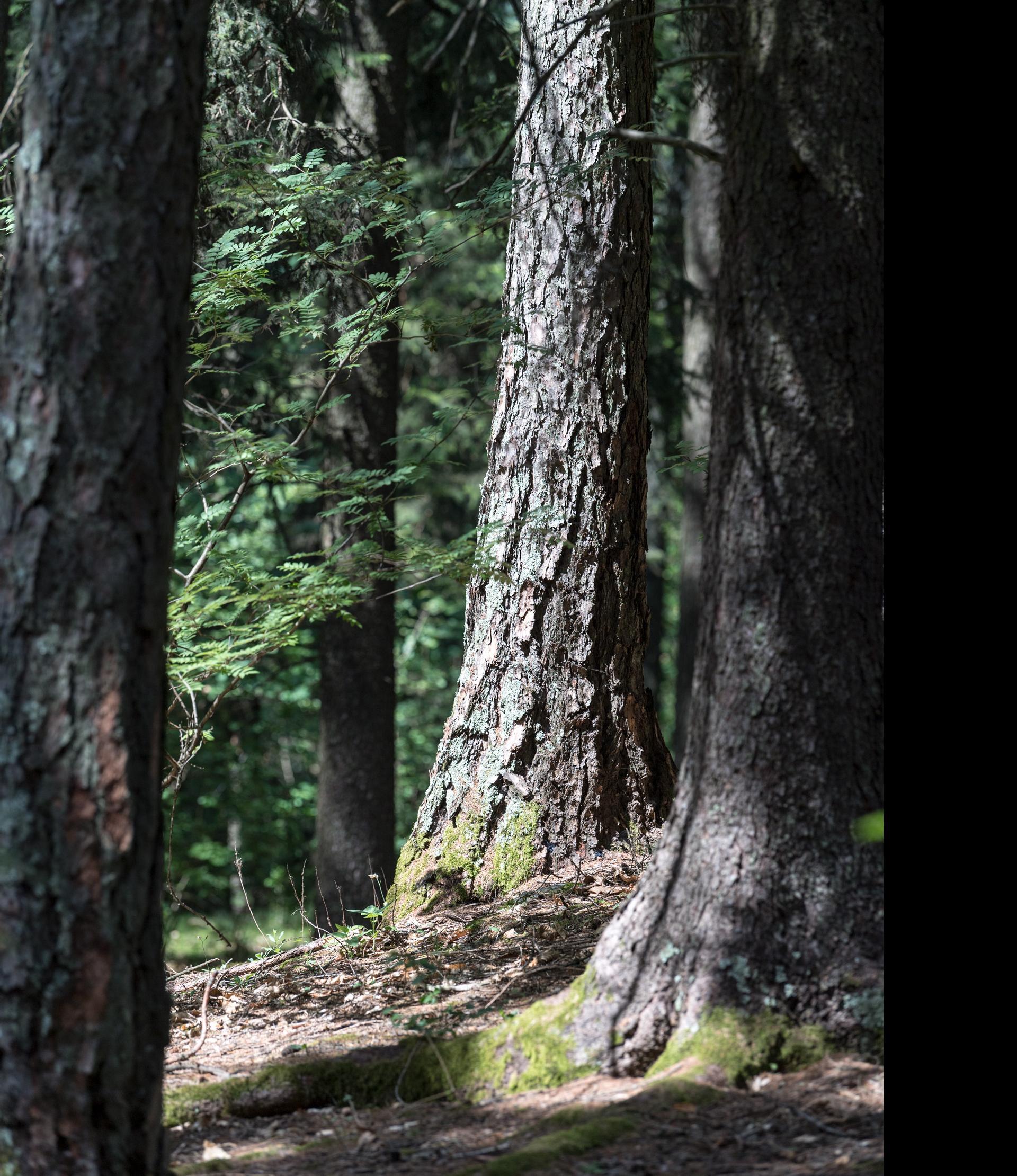 Terrain Cure Trail 3 - Aschbach mountain station – Eggersteig - Töll Algund/Lagundo 5 suedtirol.info