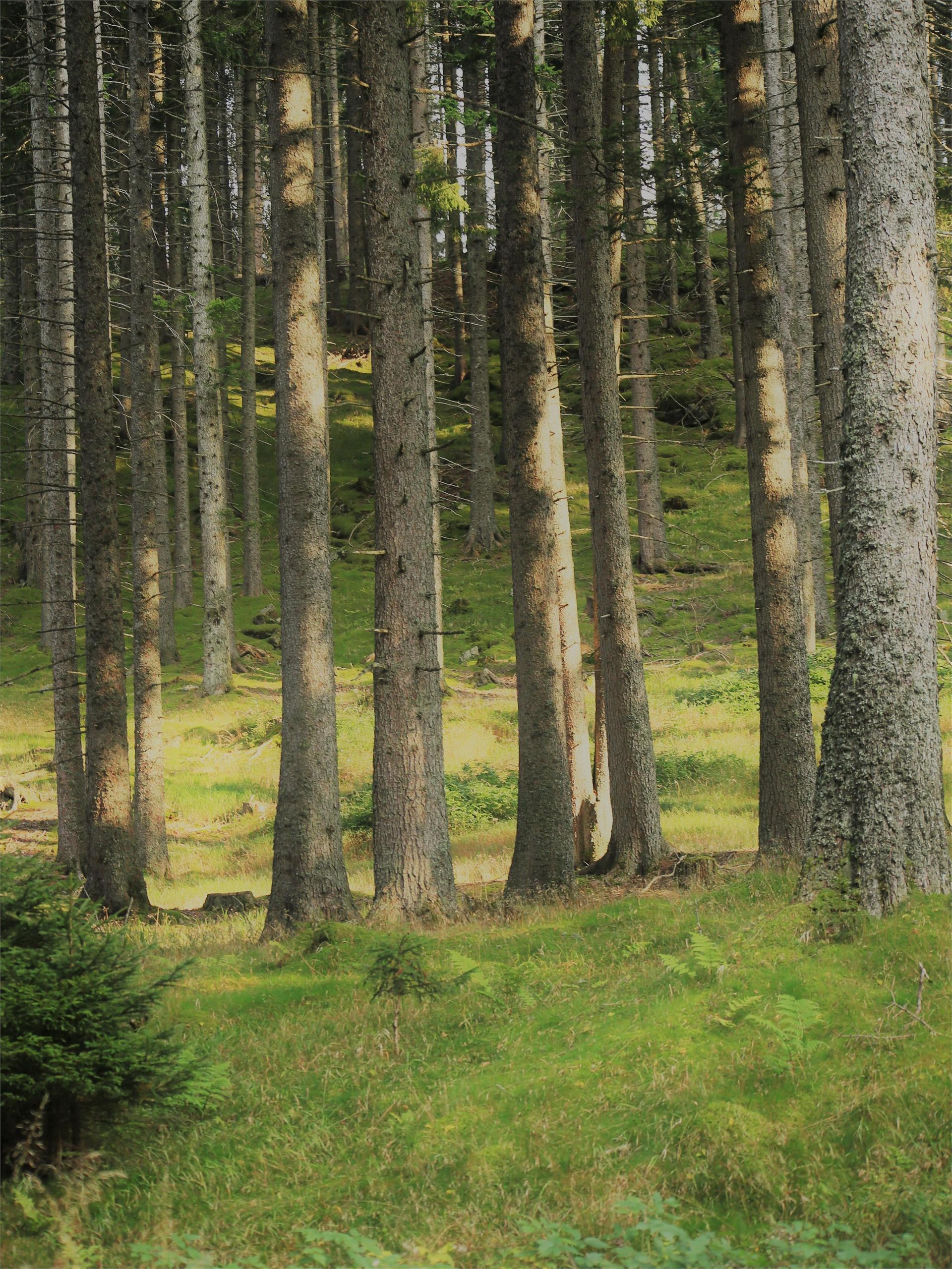 Terrain Cure Trail 3 - Aschbach mountain station – Eggersteig - Töll Algund/Lagundo 3 suedtirol.info