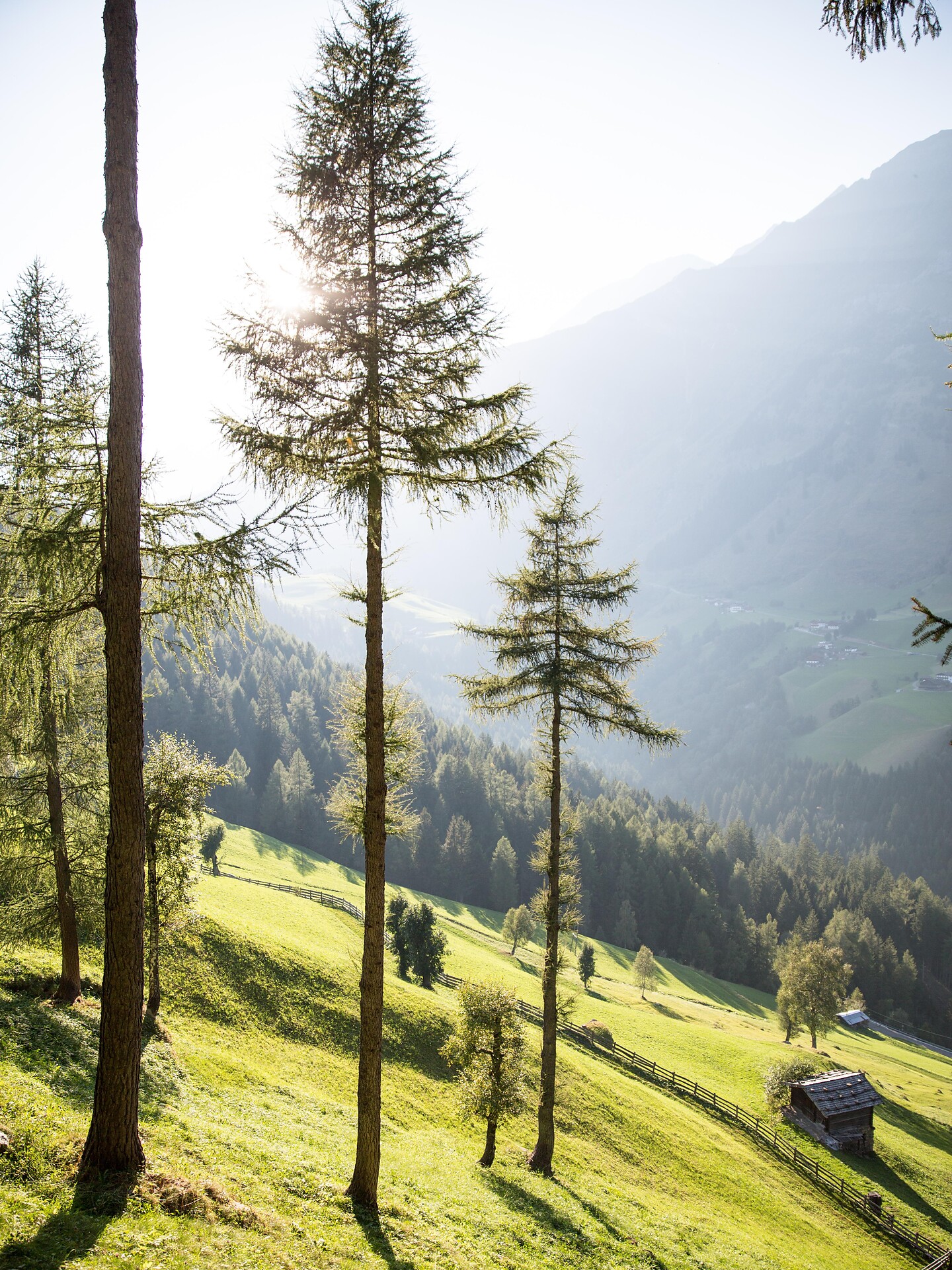 Sentiero dei larici secolari a Plata Moso in Passiria 1 suedtirol.info