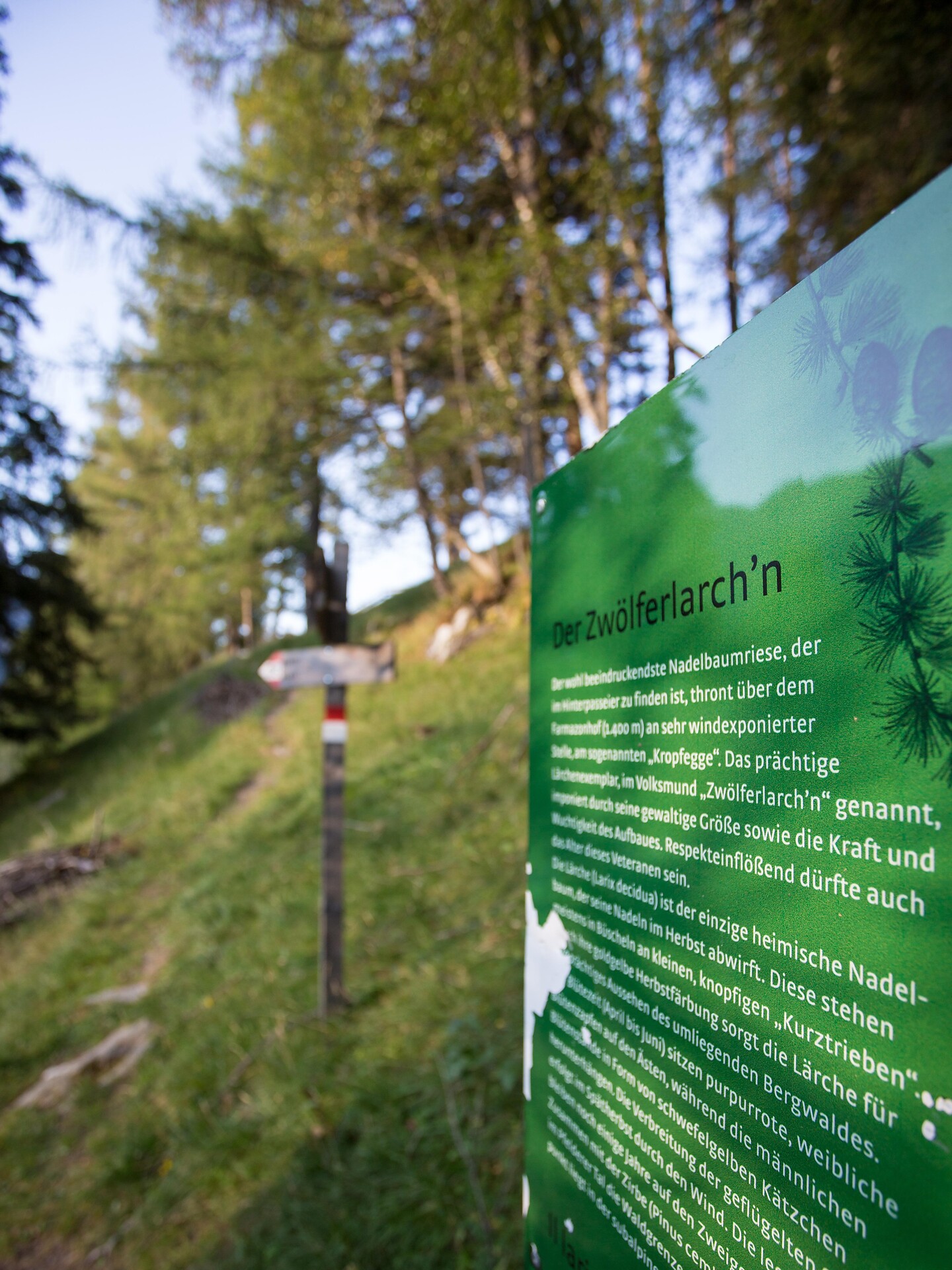 Sentiero dei larici secolari a Plata Moso in Passiria 5 suedtirol.info