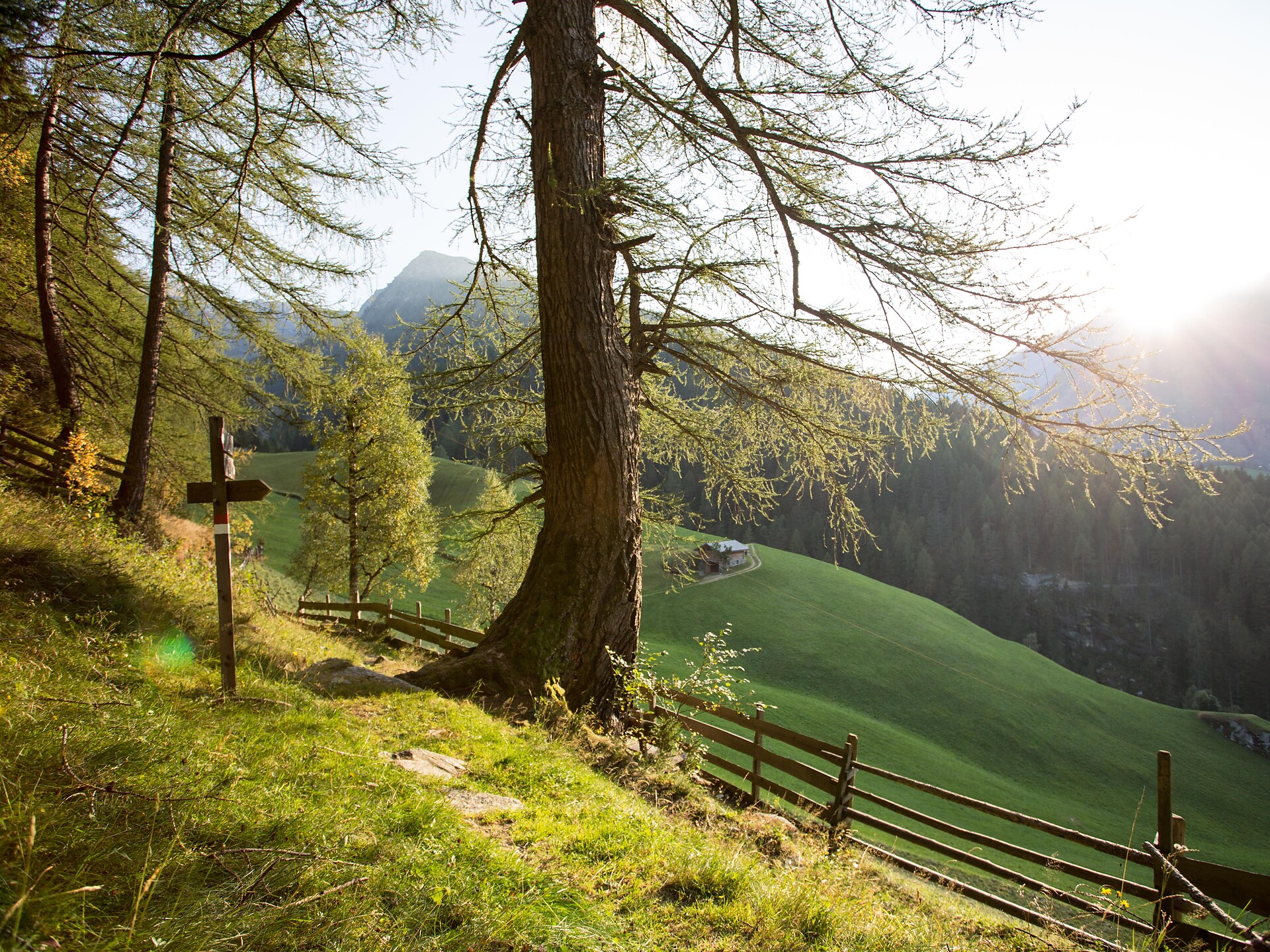 Sentiero dei larici secolari a Plata Moso in Passiria 4 suedtirol.info
