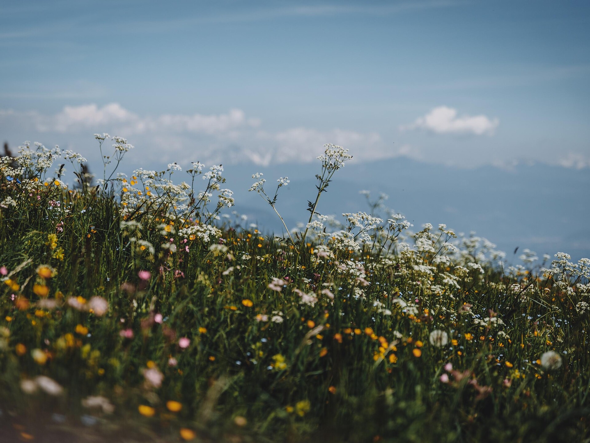 Tracing the Water – the Spring Path of Mount Vigiljoch - Meran/Merano and environs - #3 - suedtirol.info