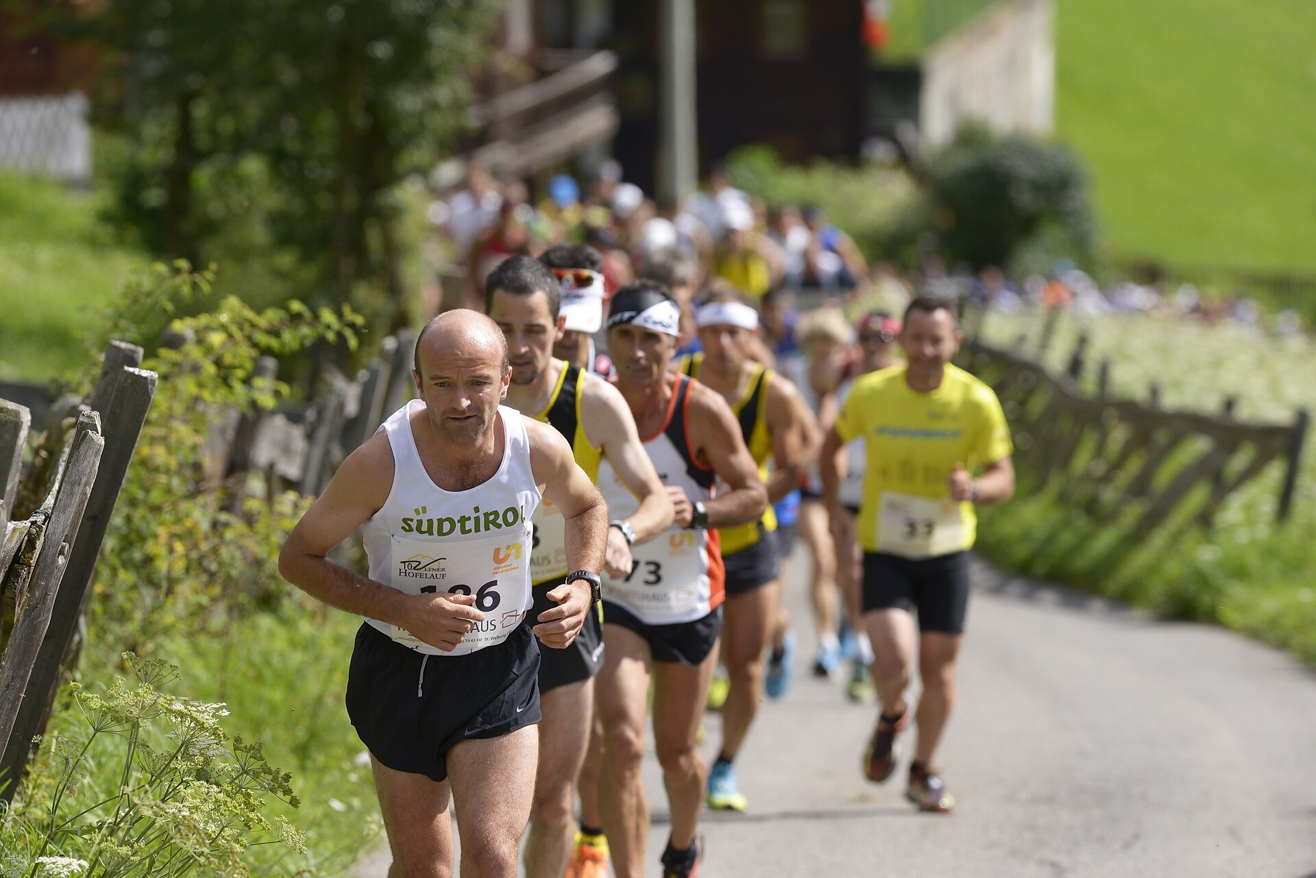 Corsa dei masi in Val d'Ultimo