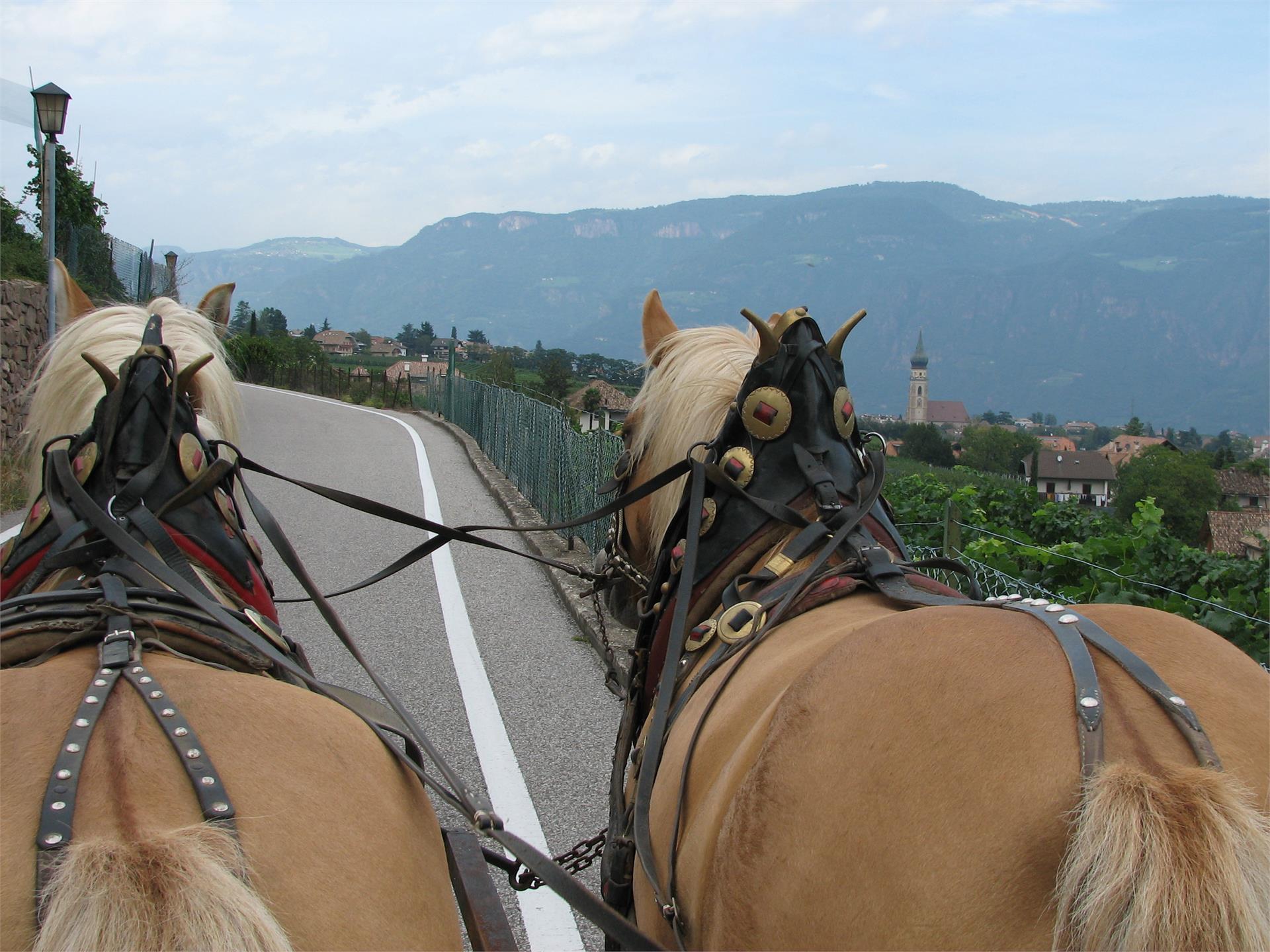 Überetscher Reitverein Eppan an der Weinstraße 1 suedtirol.info