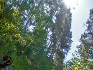Waldweg Egg