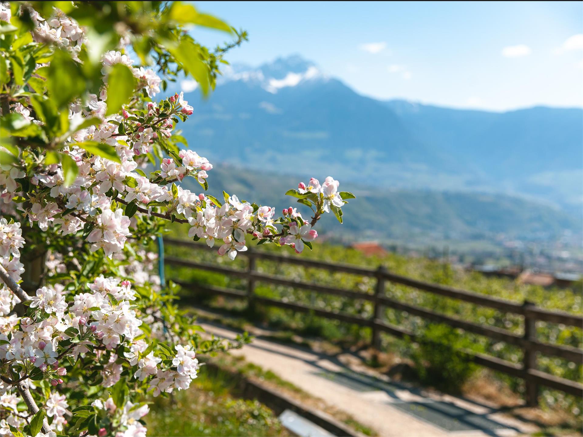 Da Parcines a Merano - sul sentiero della roggia di Lagundo Parcines 2 suedtirol.info