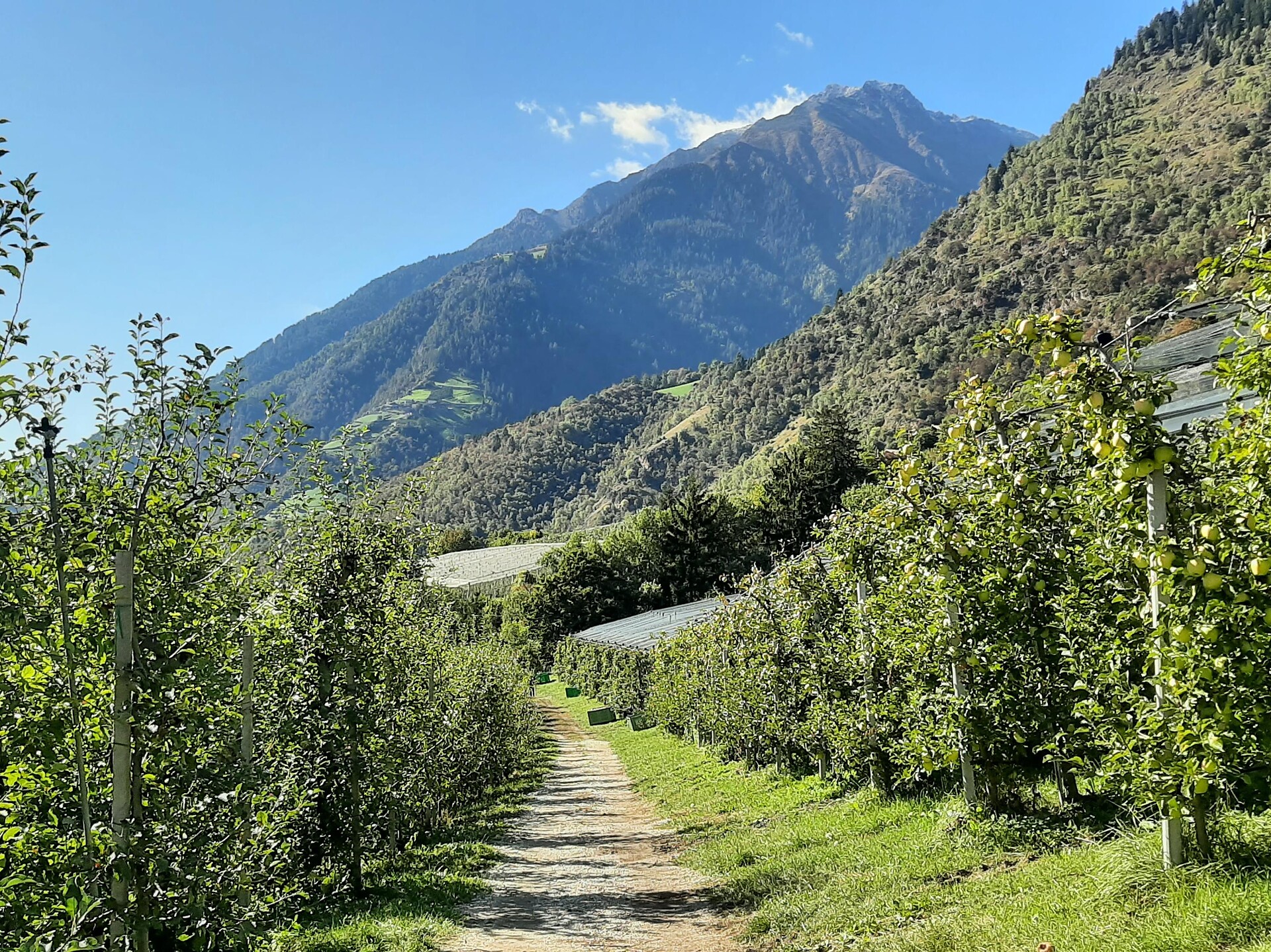 Partschins/Parcines -  Saxnerweg Trail – Vellau/Velloi Partschins/Parcines 4 suedtirol.info